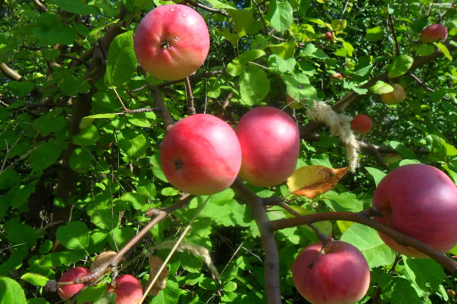 Leaf, Red, apples