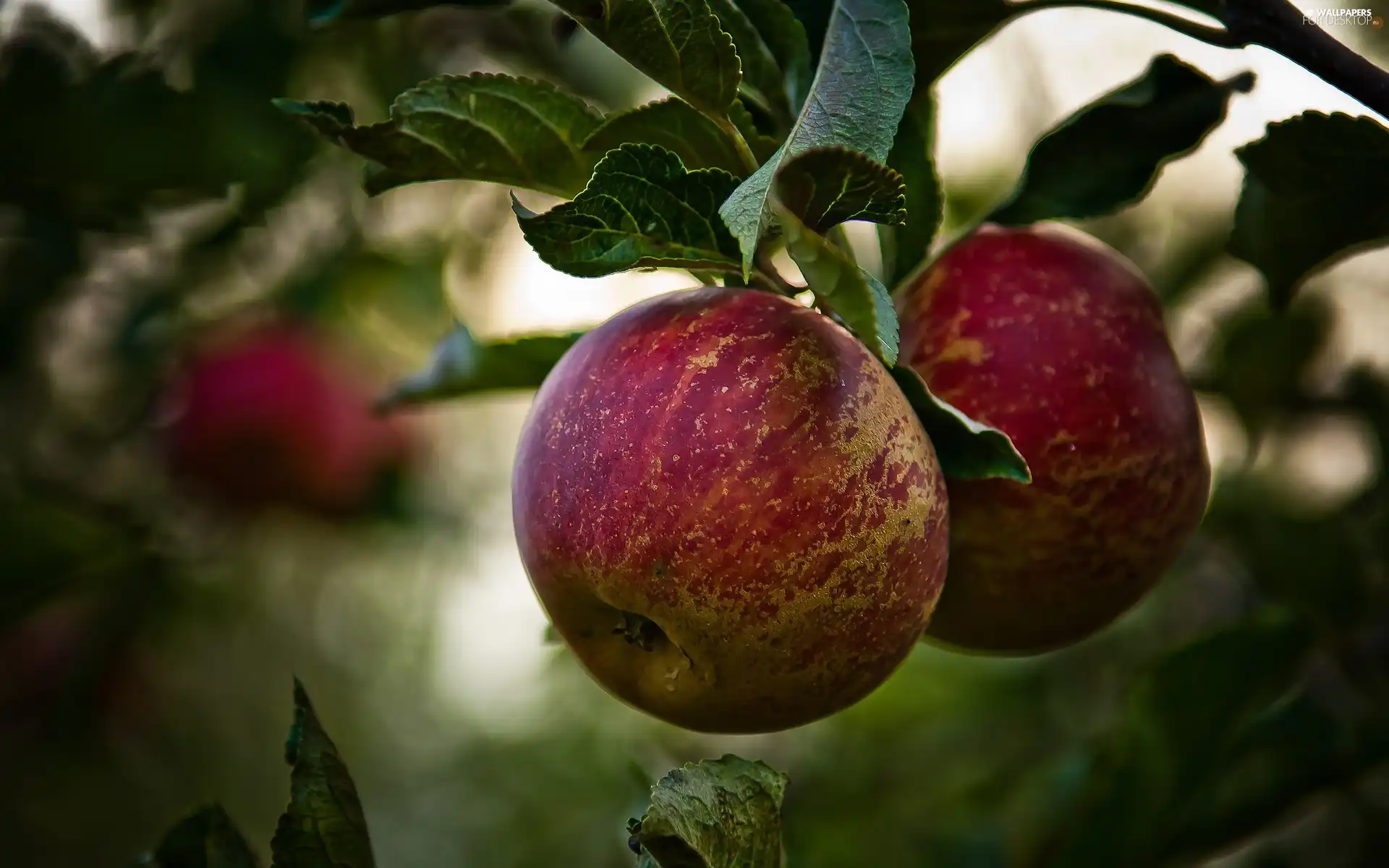 apples, Leaf