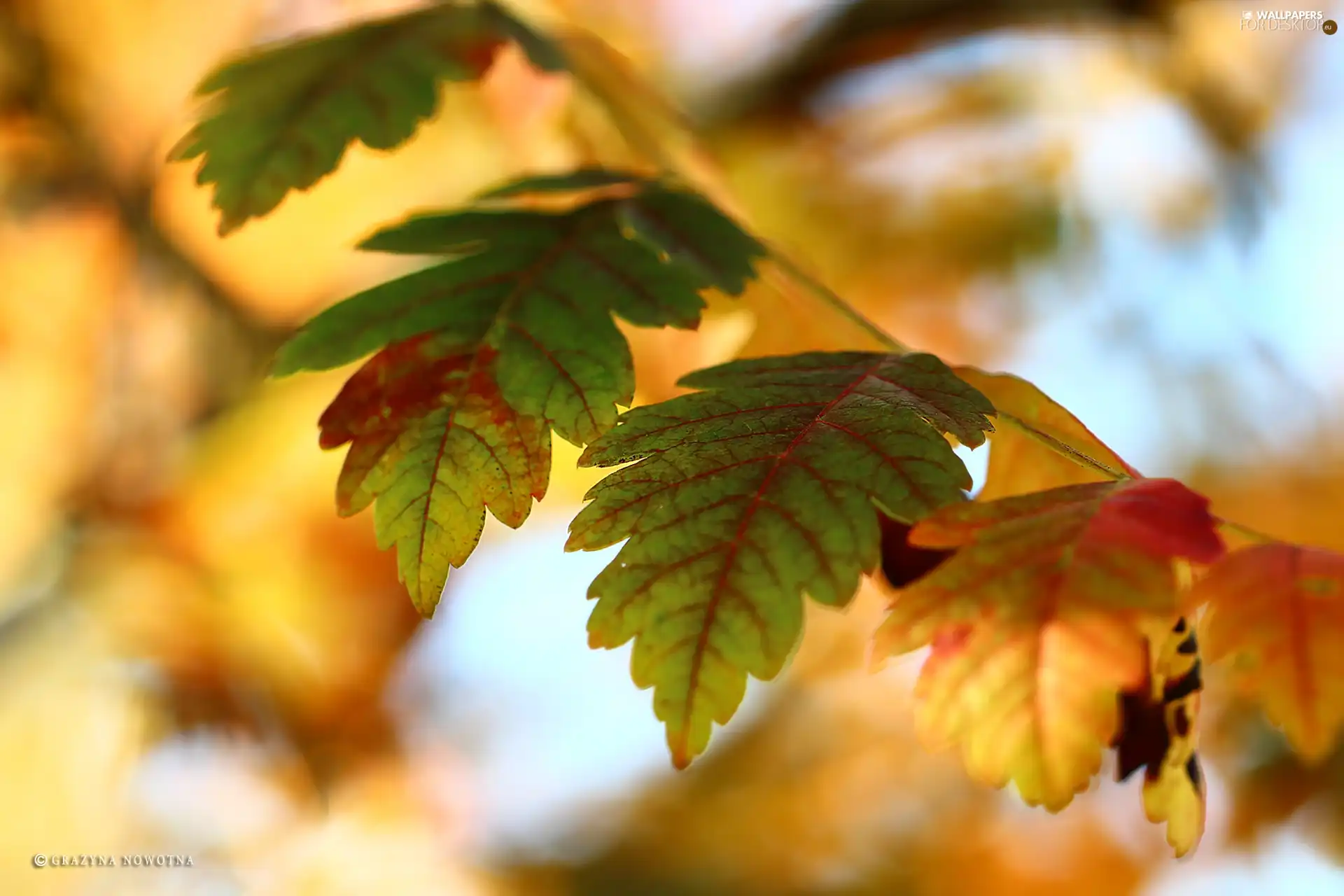 Autumn, Leaf