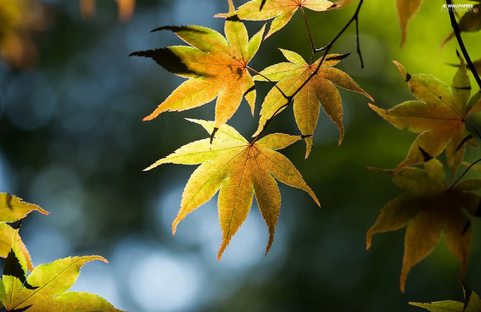 Autumn, Leaf