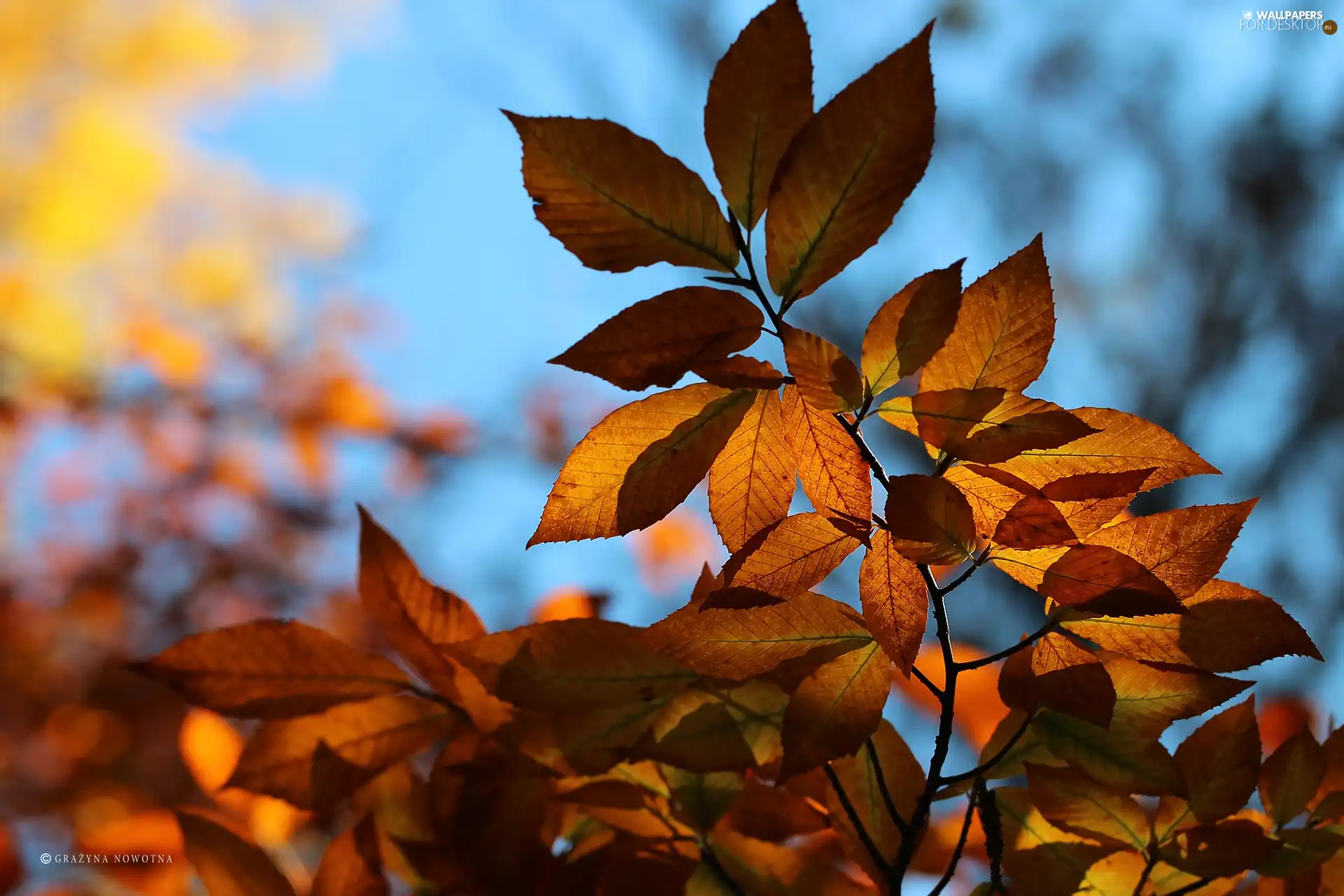 Autumn, Leaf