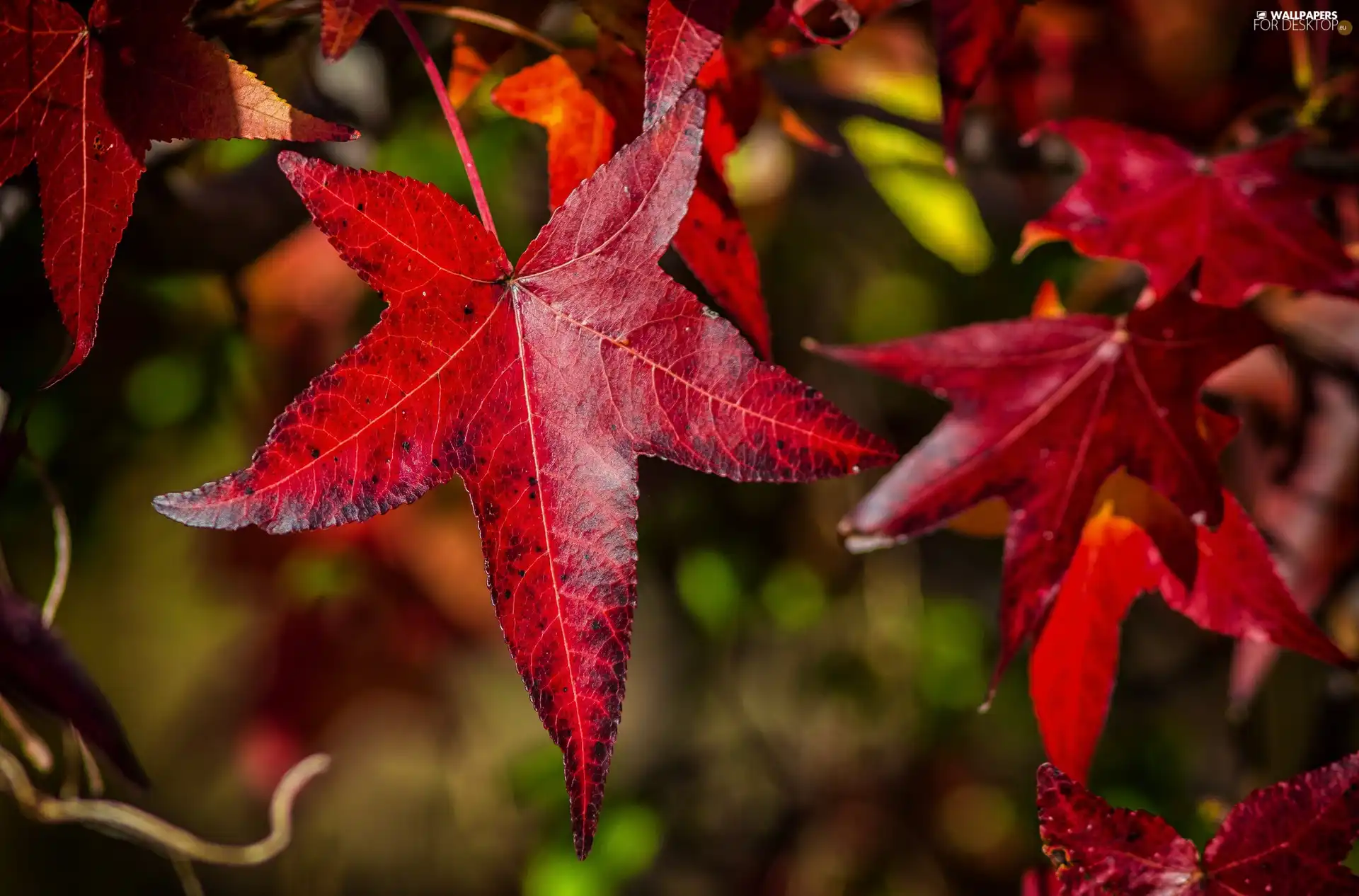 Autumn, Leaf