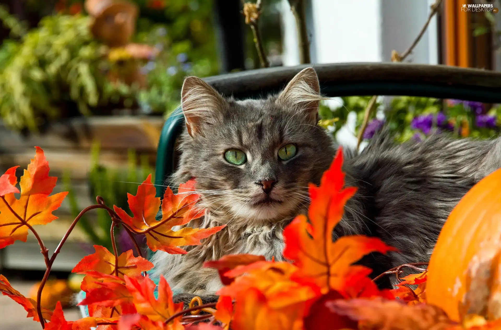 Leaf, cat, Autumn