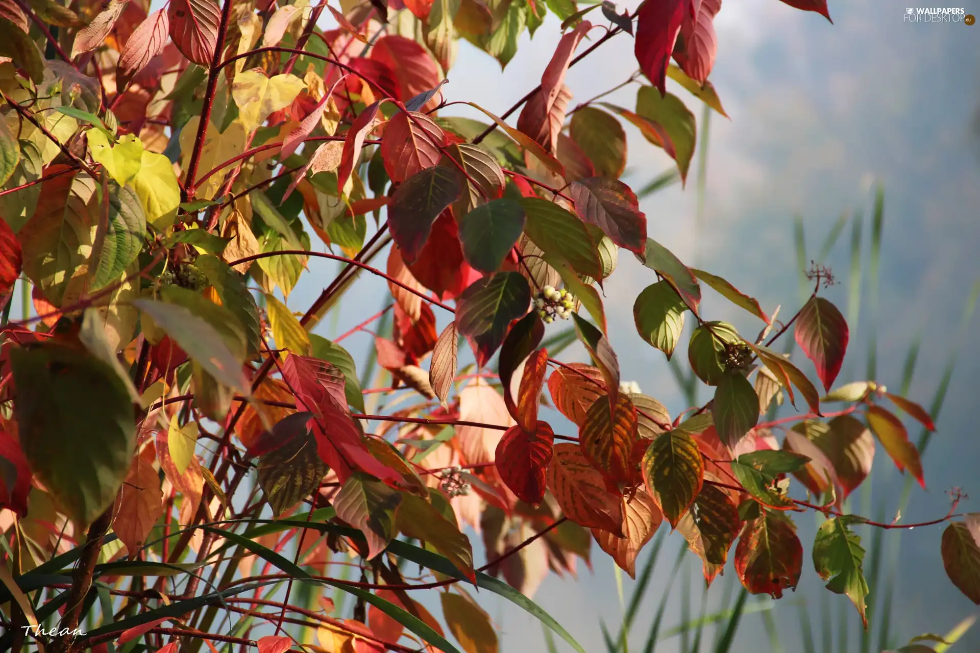 Leaf, color, Autumn