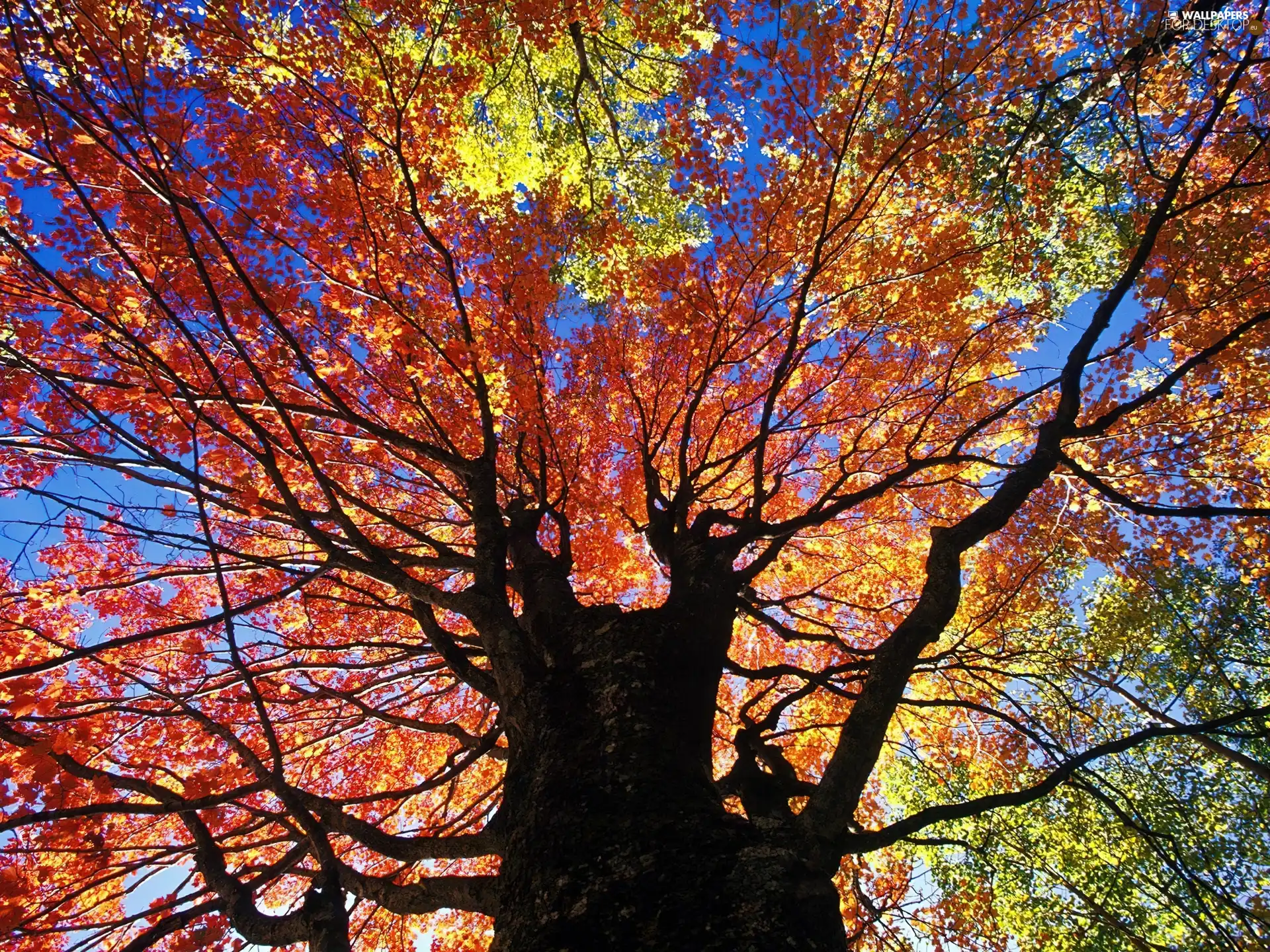 Autumn, color, Leaf, trees