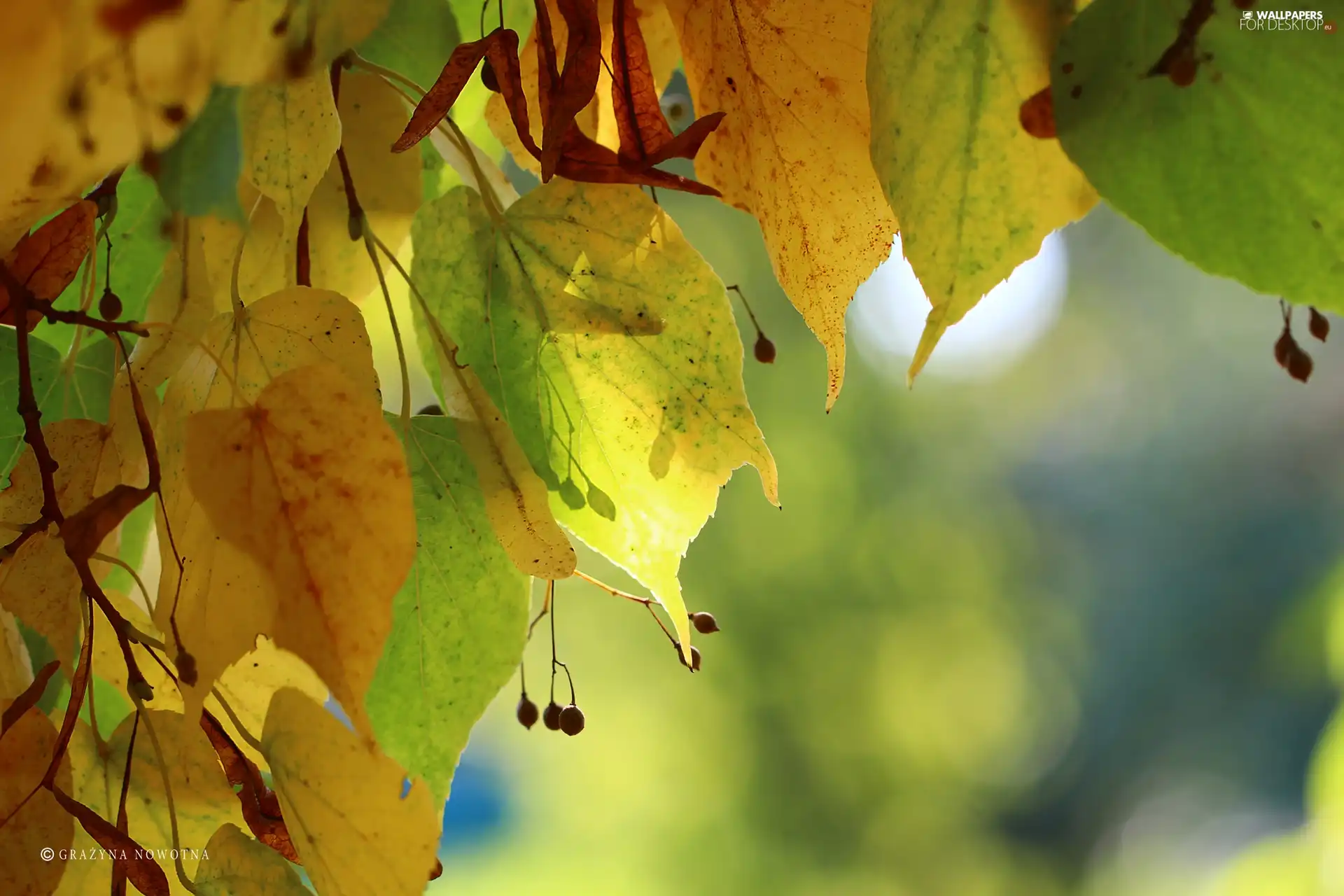 Leaf, linden, Autumn