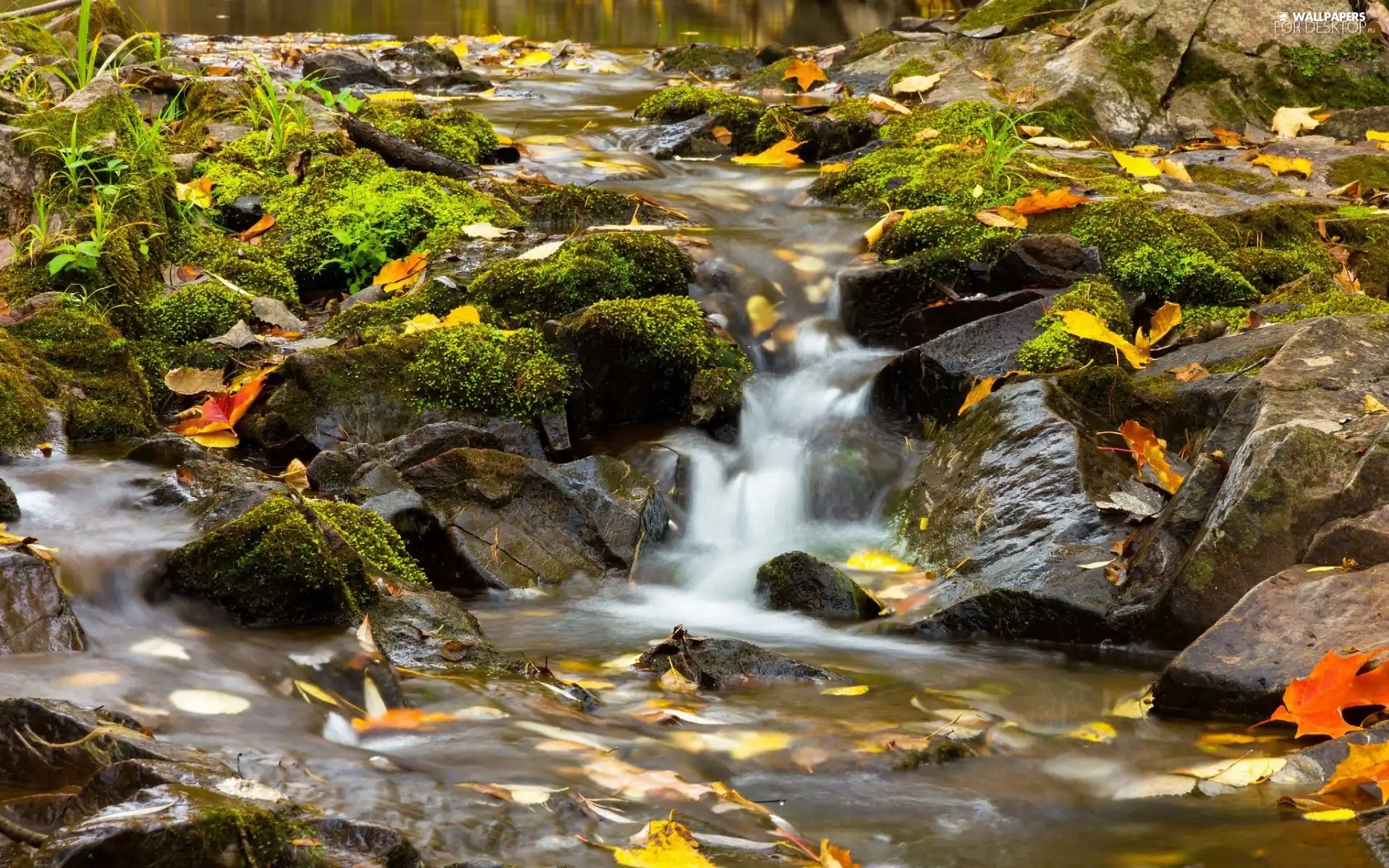 rocks, stream, Leaf, autumn, mosses, forest