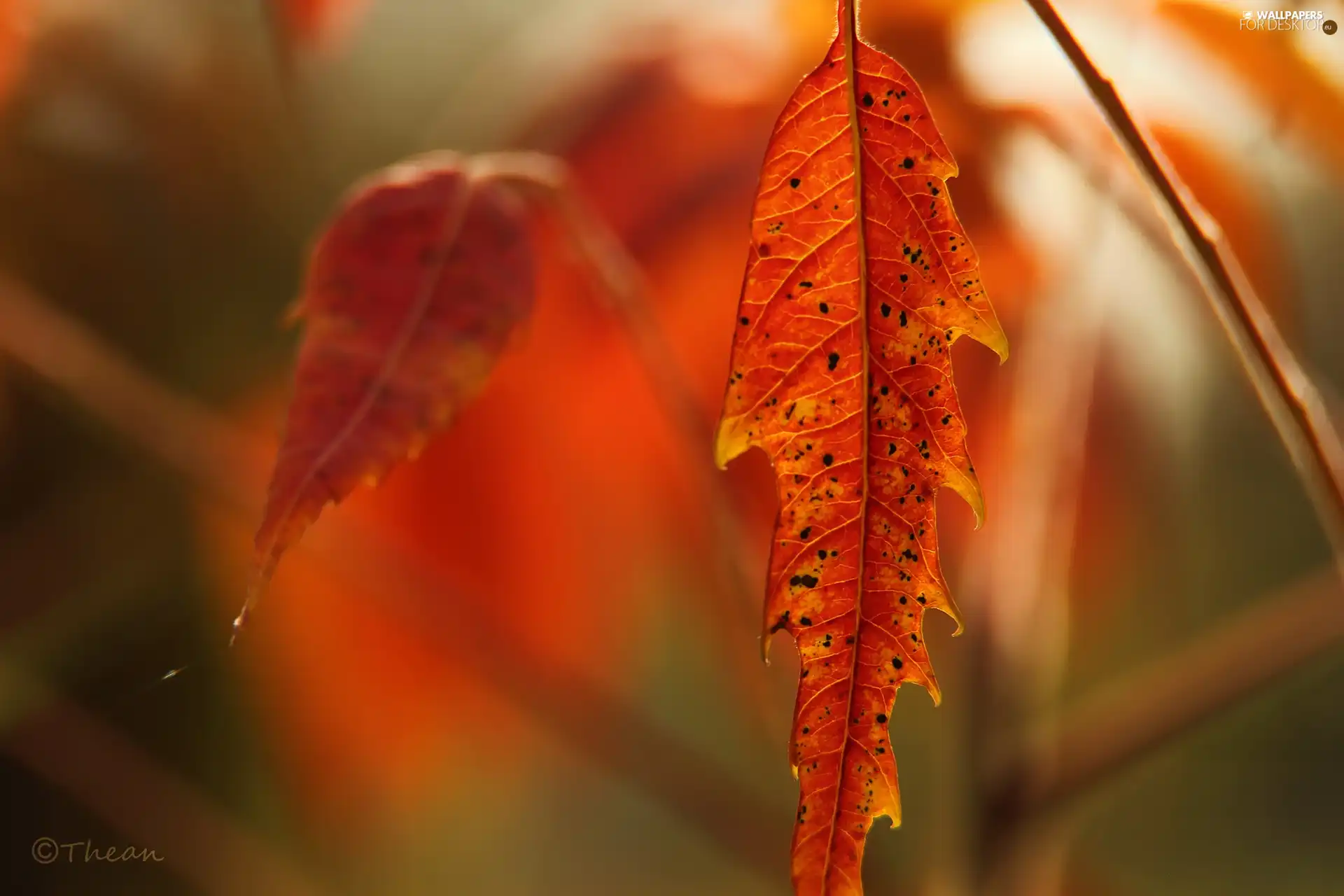 Leaf, Red, Autumn