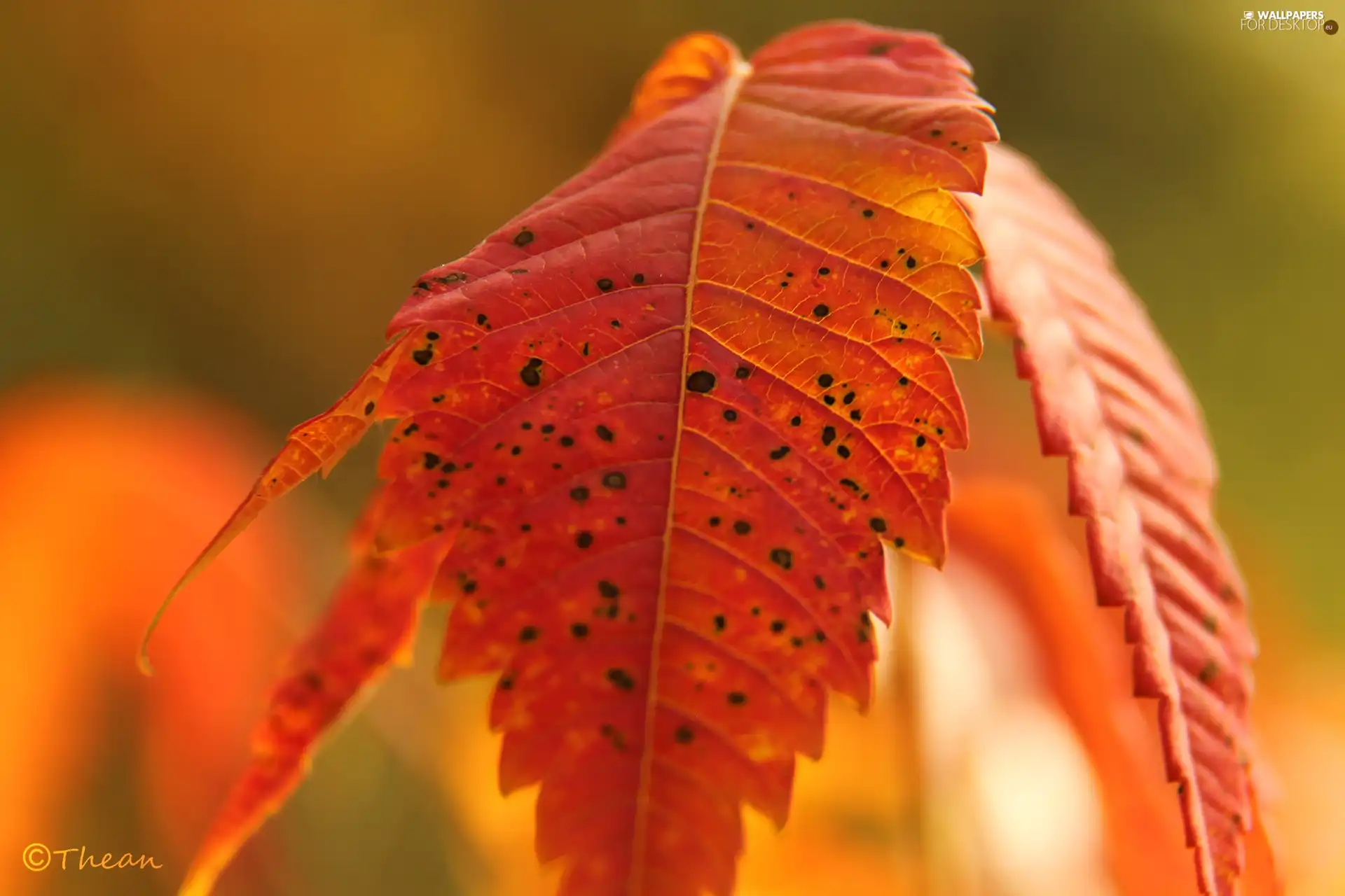 leaf, Red, Autumn