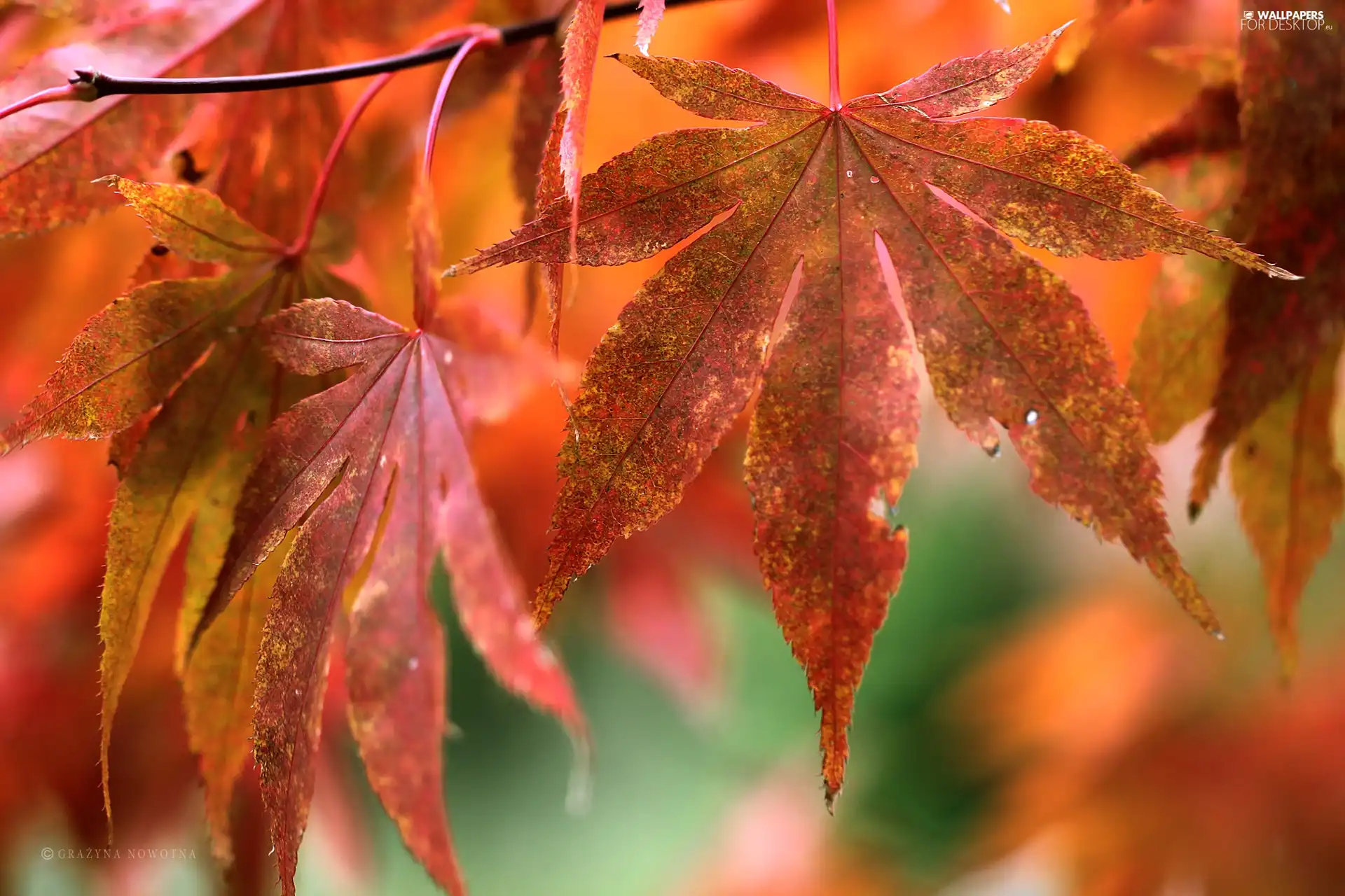 Leaf, Red, Autumn