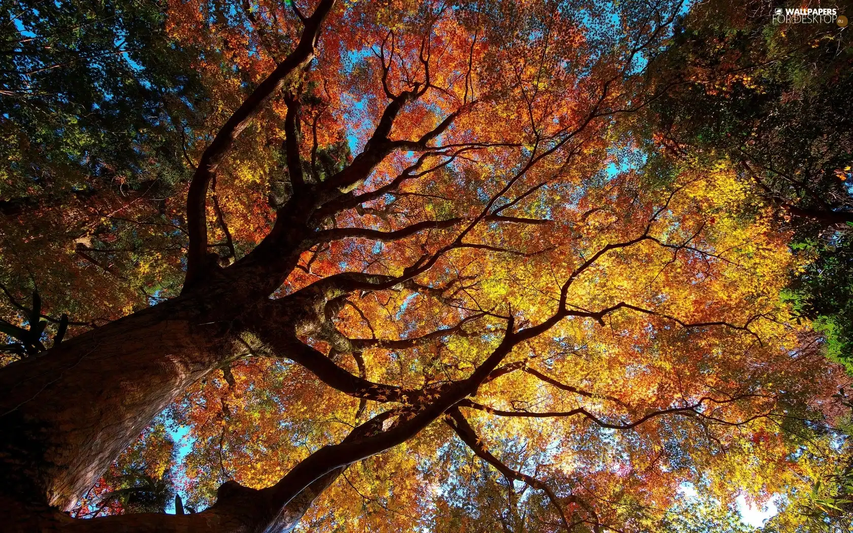autumn, trees, Leaf, Crown