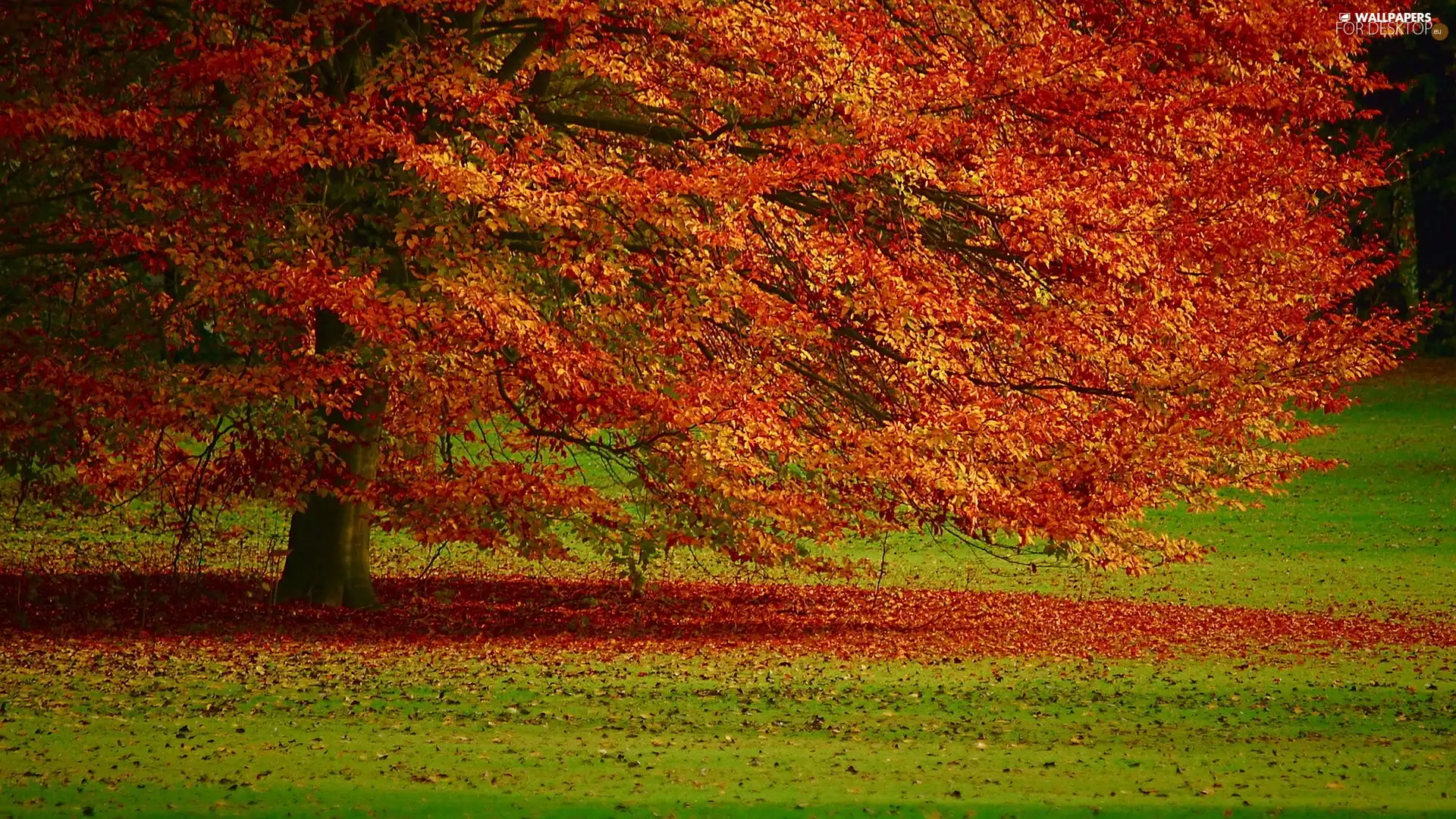 Leaf, trees, Autumn