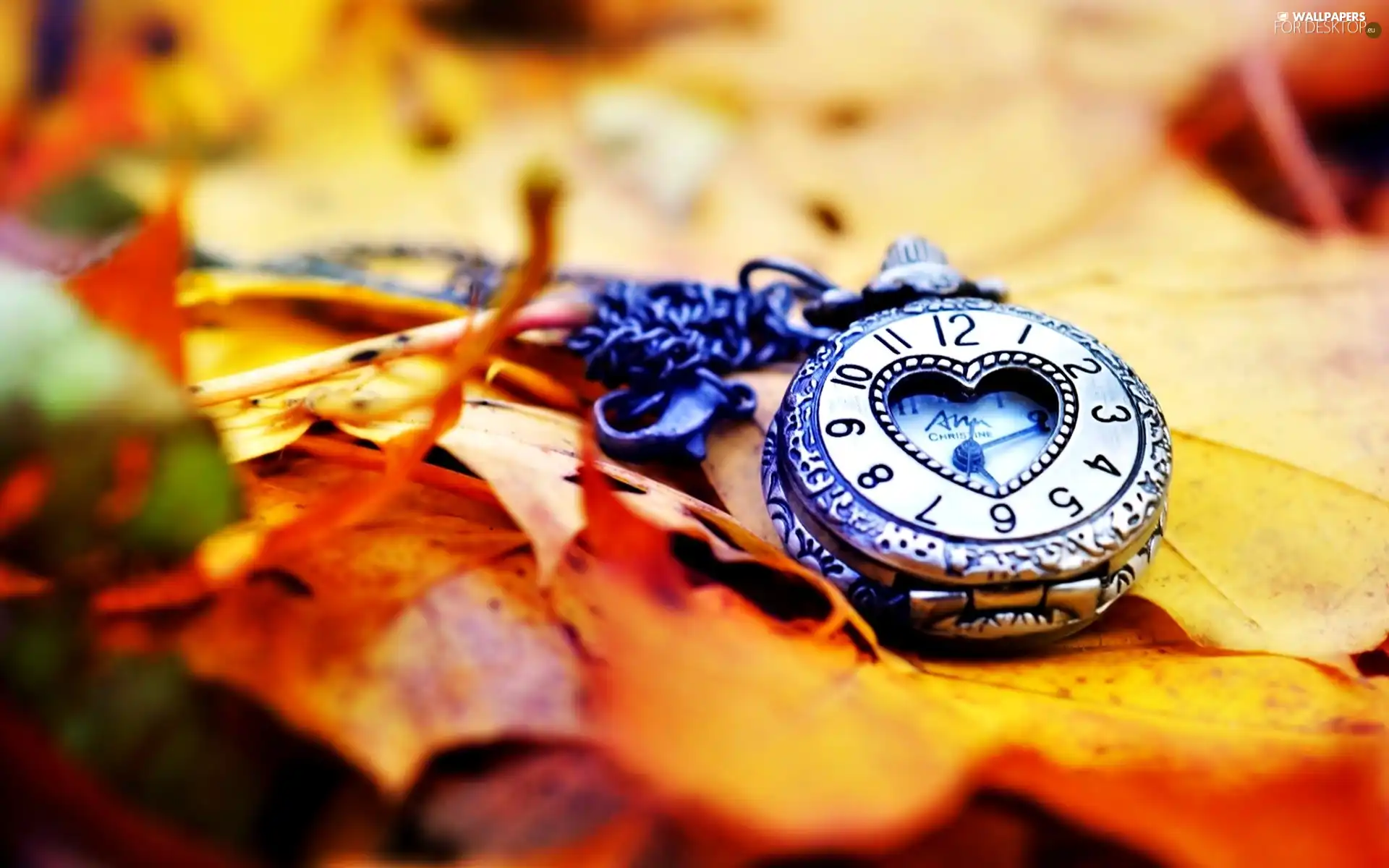 Leaf, Watch, Autumn