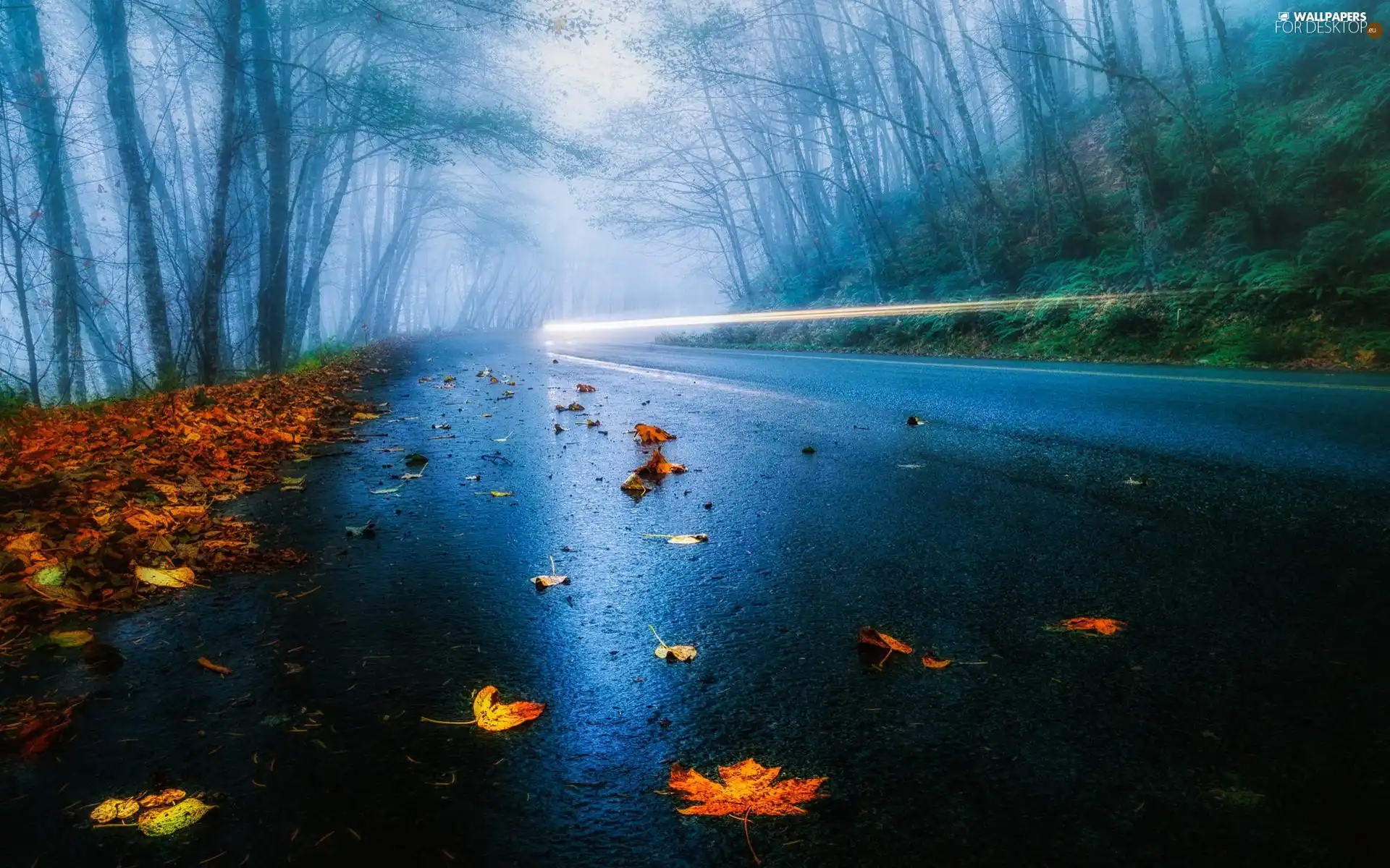 Leaf, autumn, forest, Fog, Way