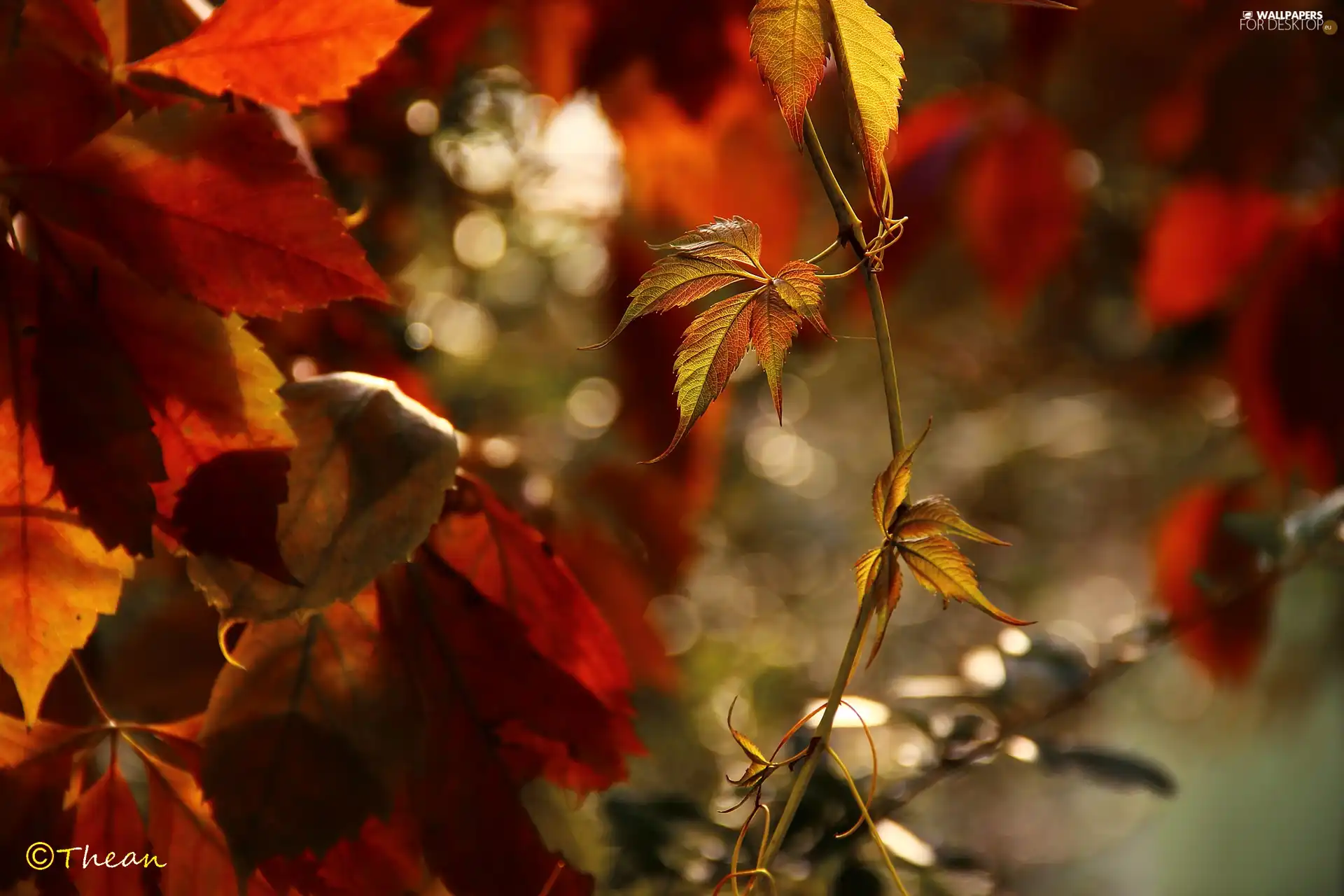Leaf, autumn, Wine, color, wild