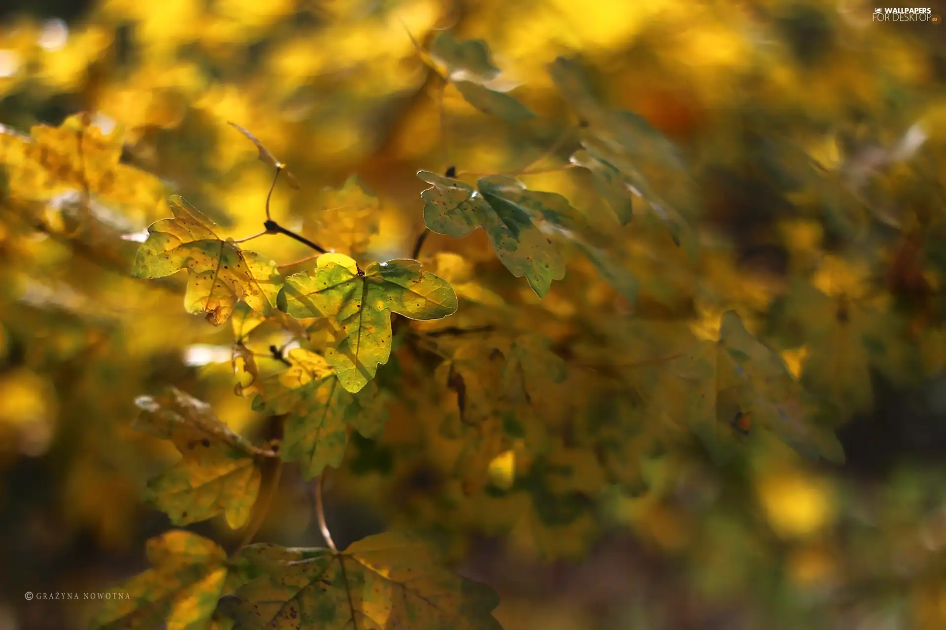 Leaf, Yellow, Autumn