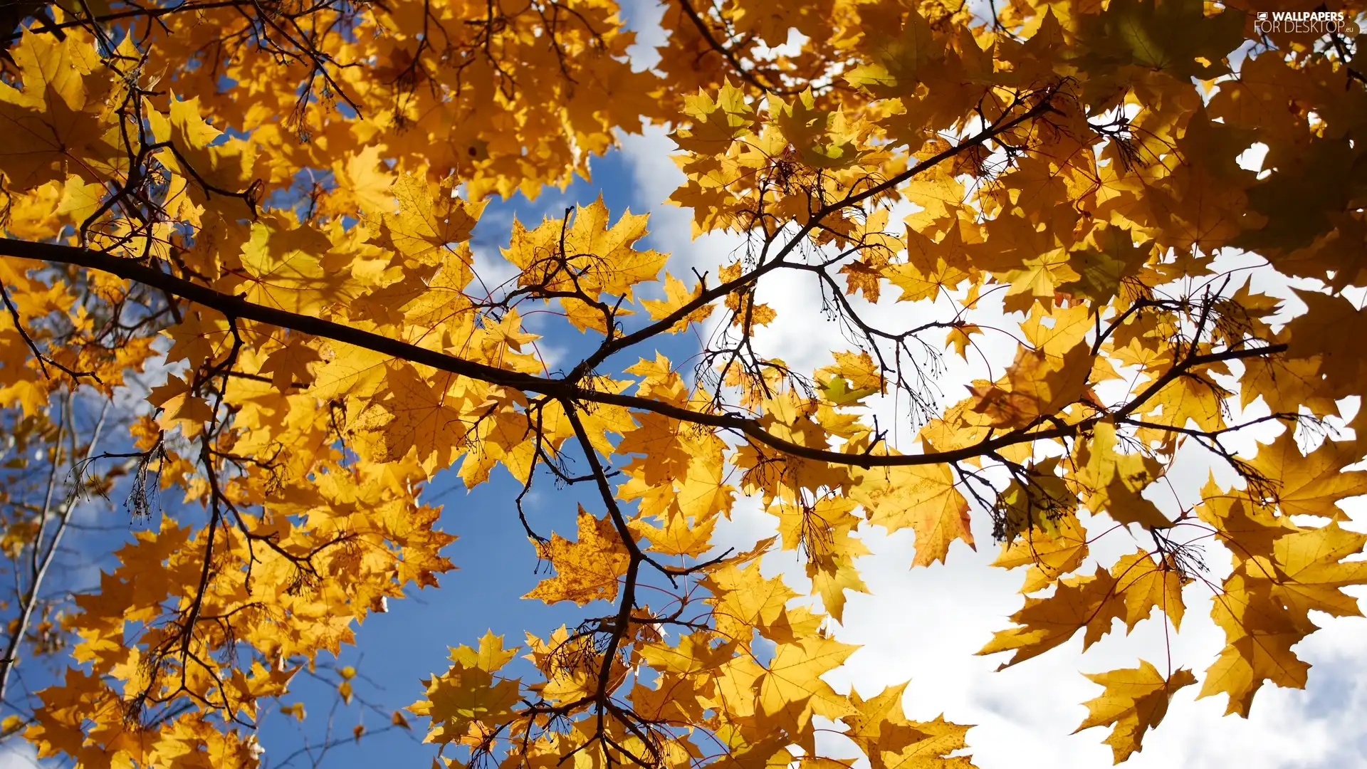 autumn, Yellow, Leaf, branch