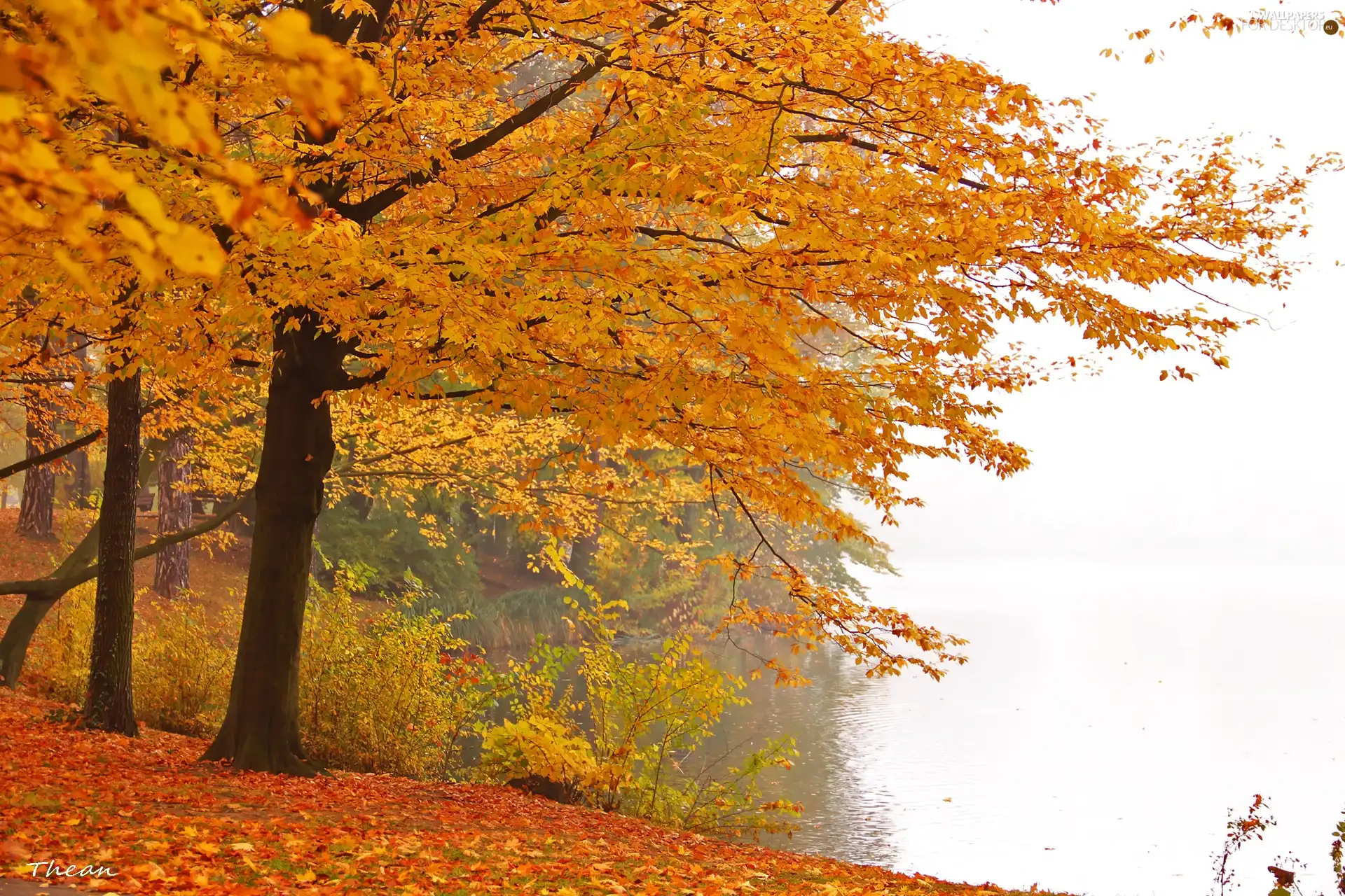 Autumn, Yellow, Leaf, Park