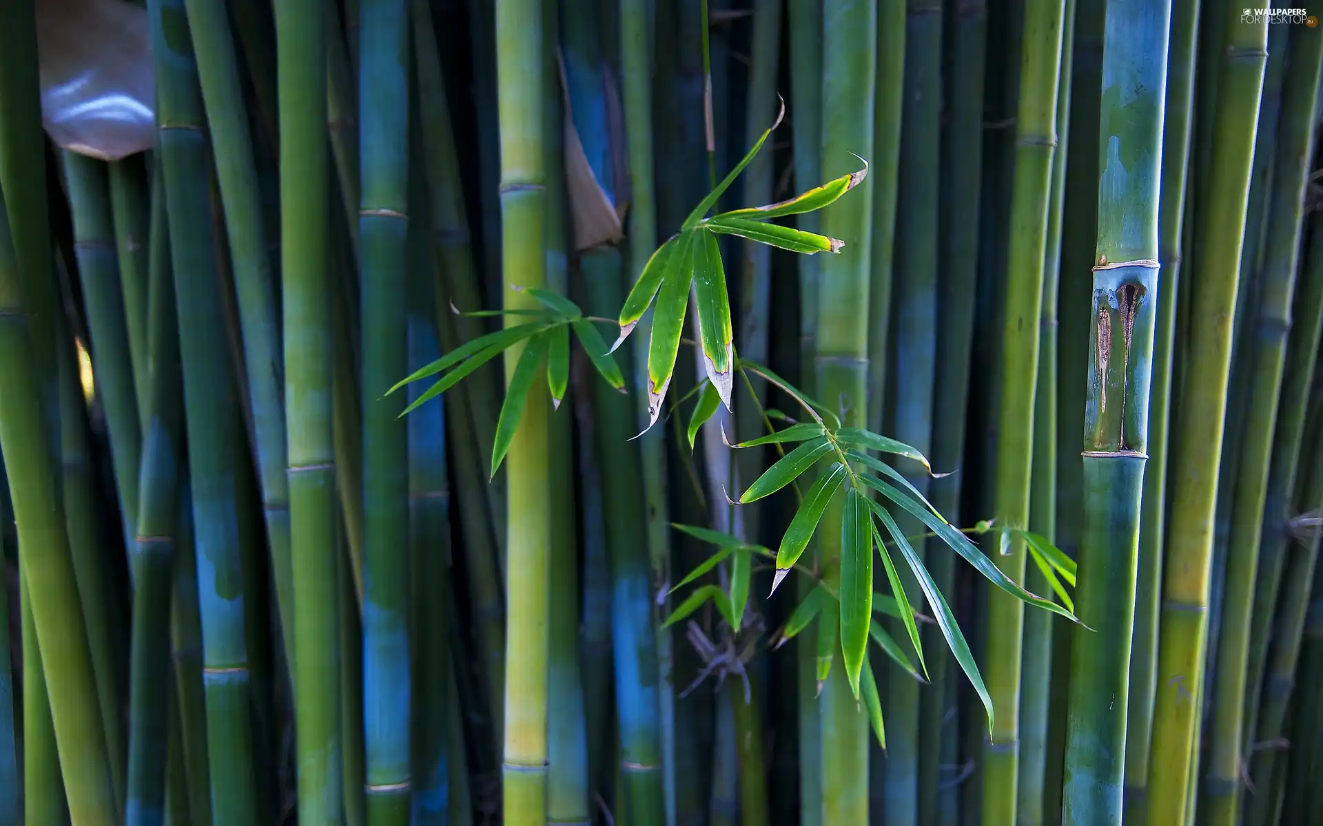 bamboo, Leaf