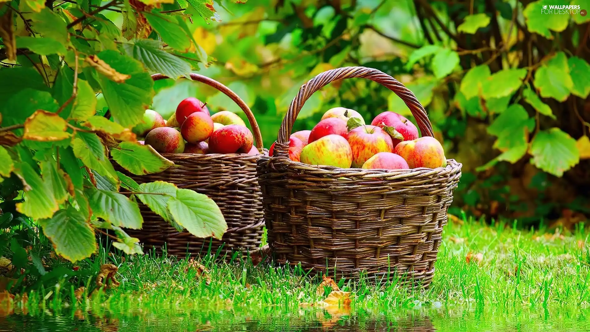 basket, autumn, Leaf, apples