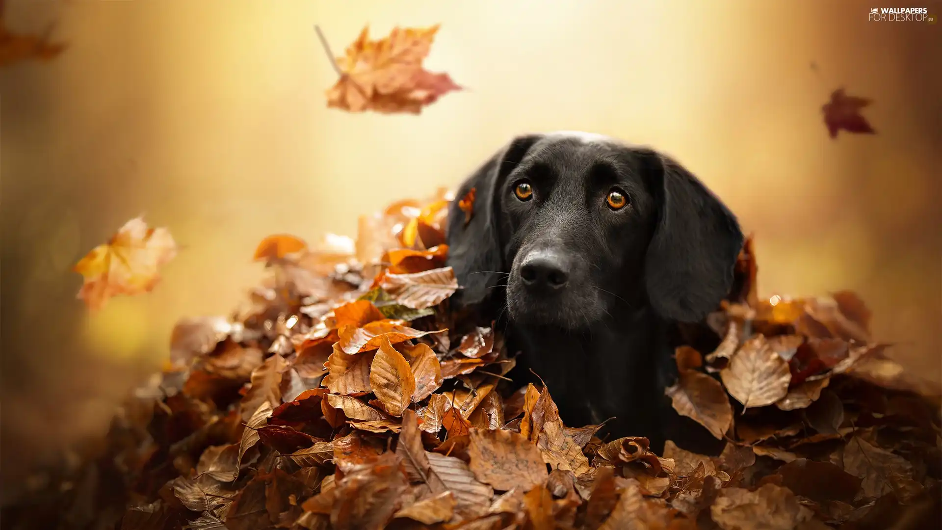 Black, Autumn, Leaf, dog