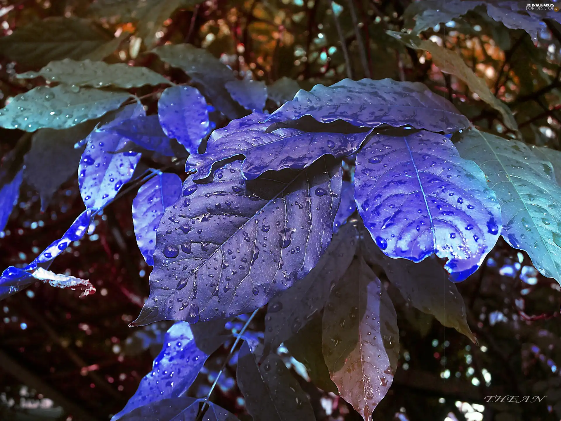 Blue, Leaf - For desktop wallpapers: 2560x1920