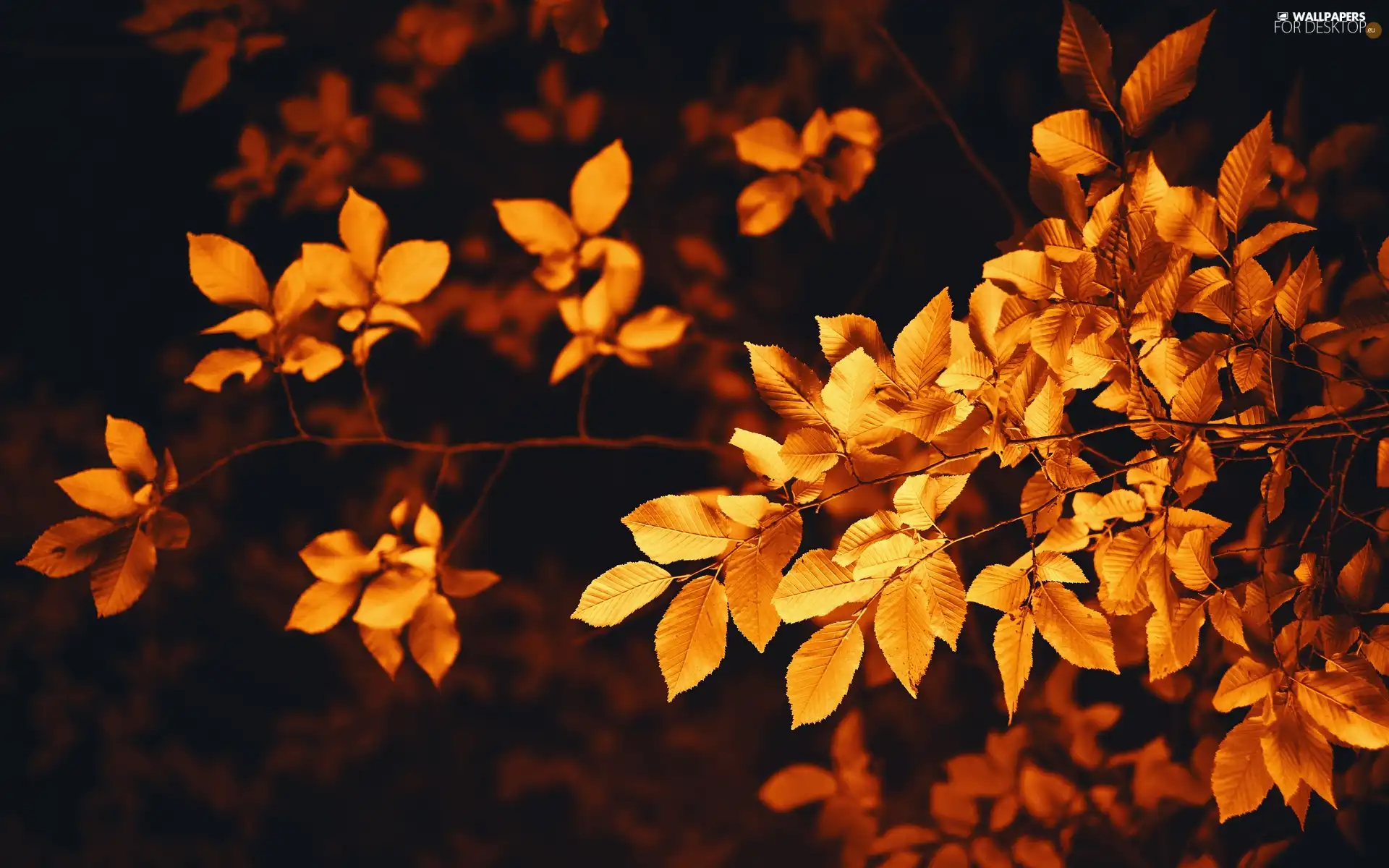 Brown, branch pics, Leaf