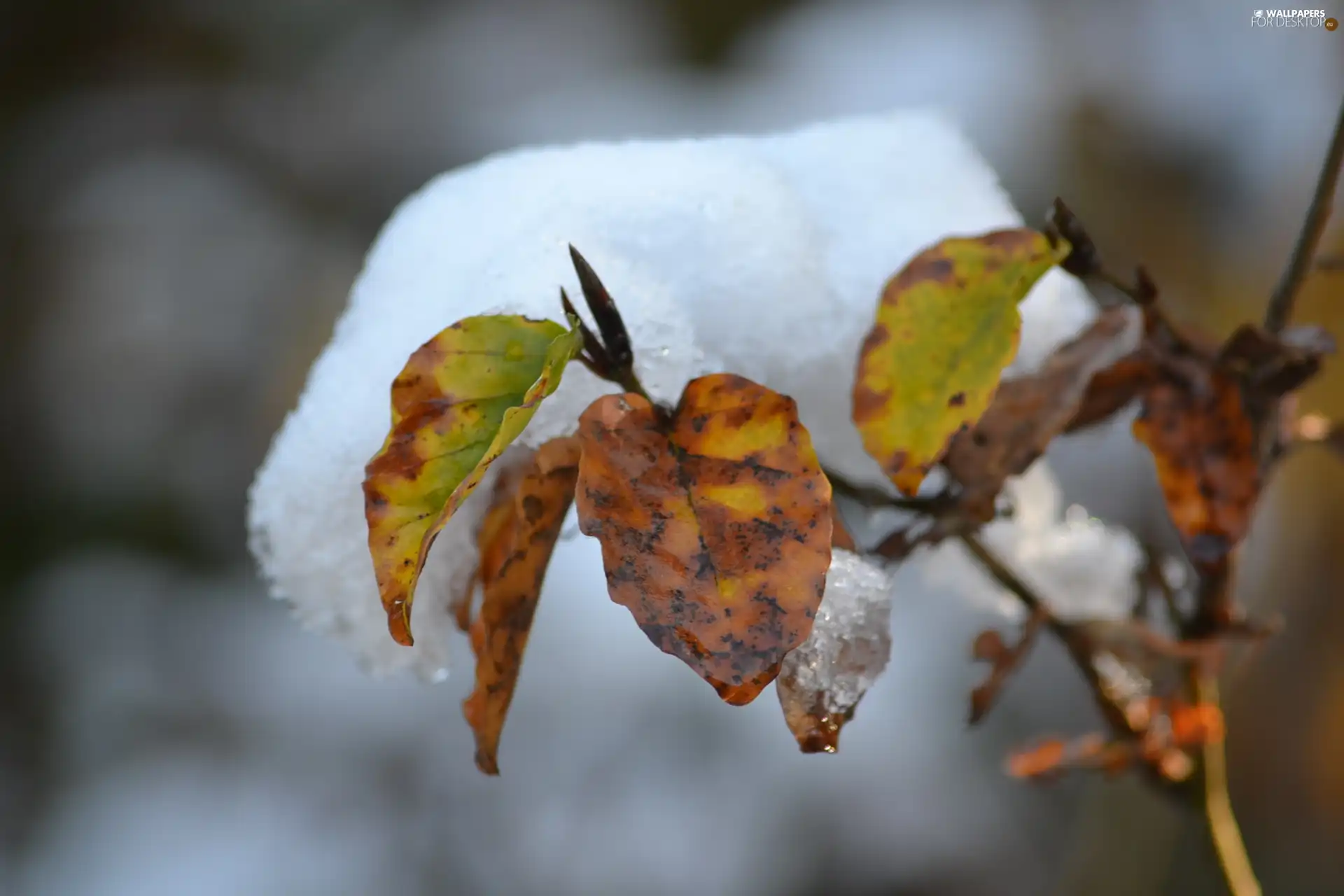 Leaf, Buka, cap, an, Snow