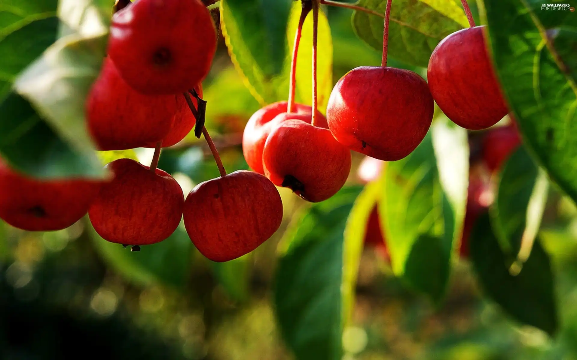 cherries, Leaf