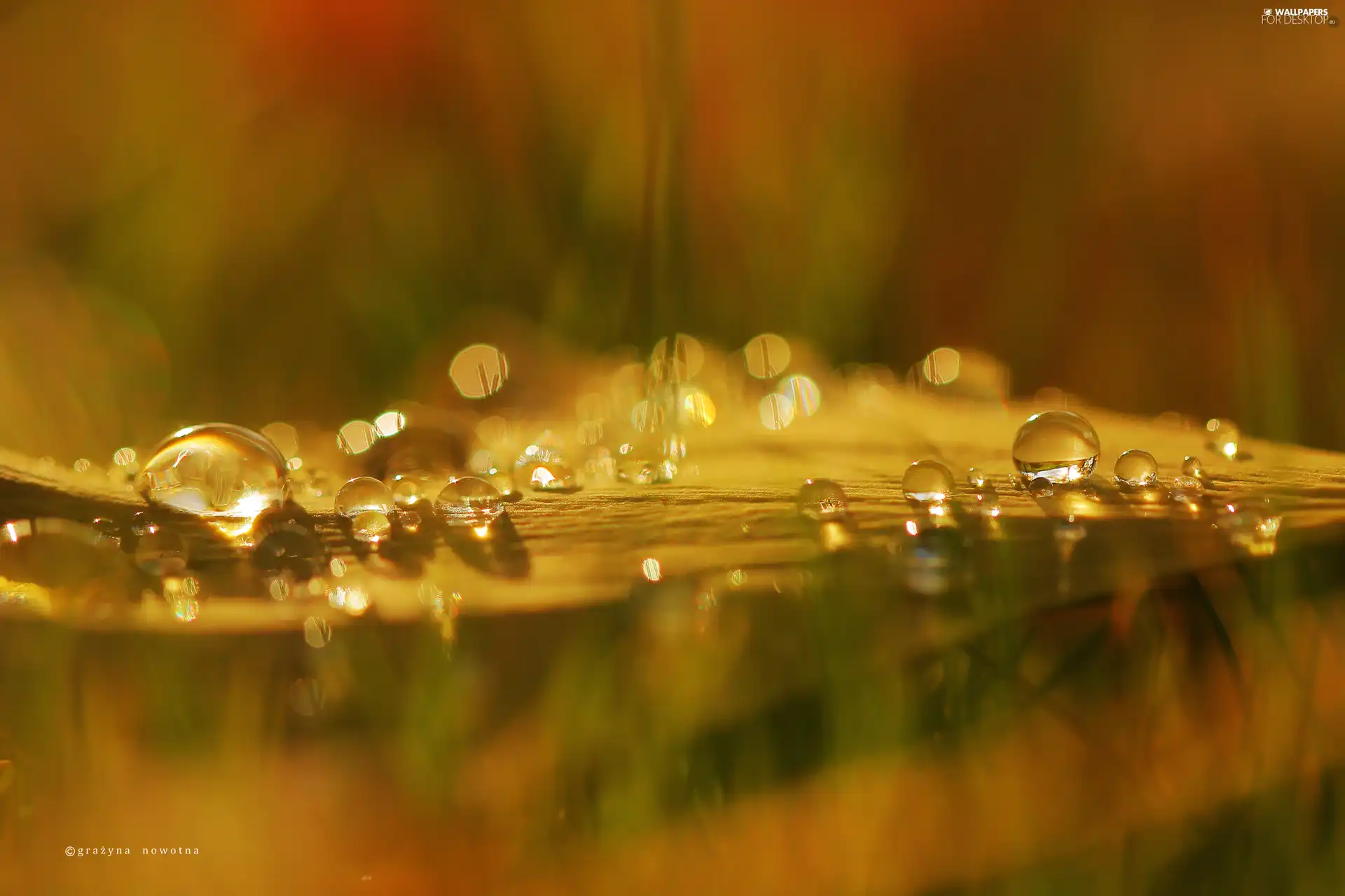 leaf, Close, Rosy, an, drops