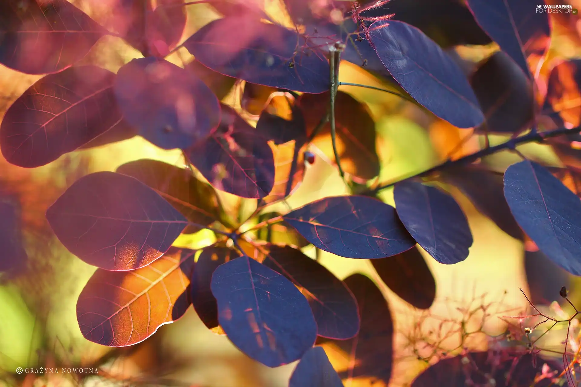 Cotinus Coggygria, color, Leaf, Bush