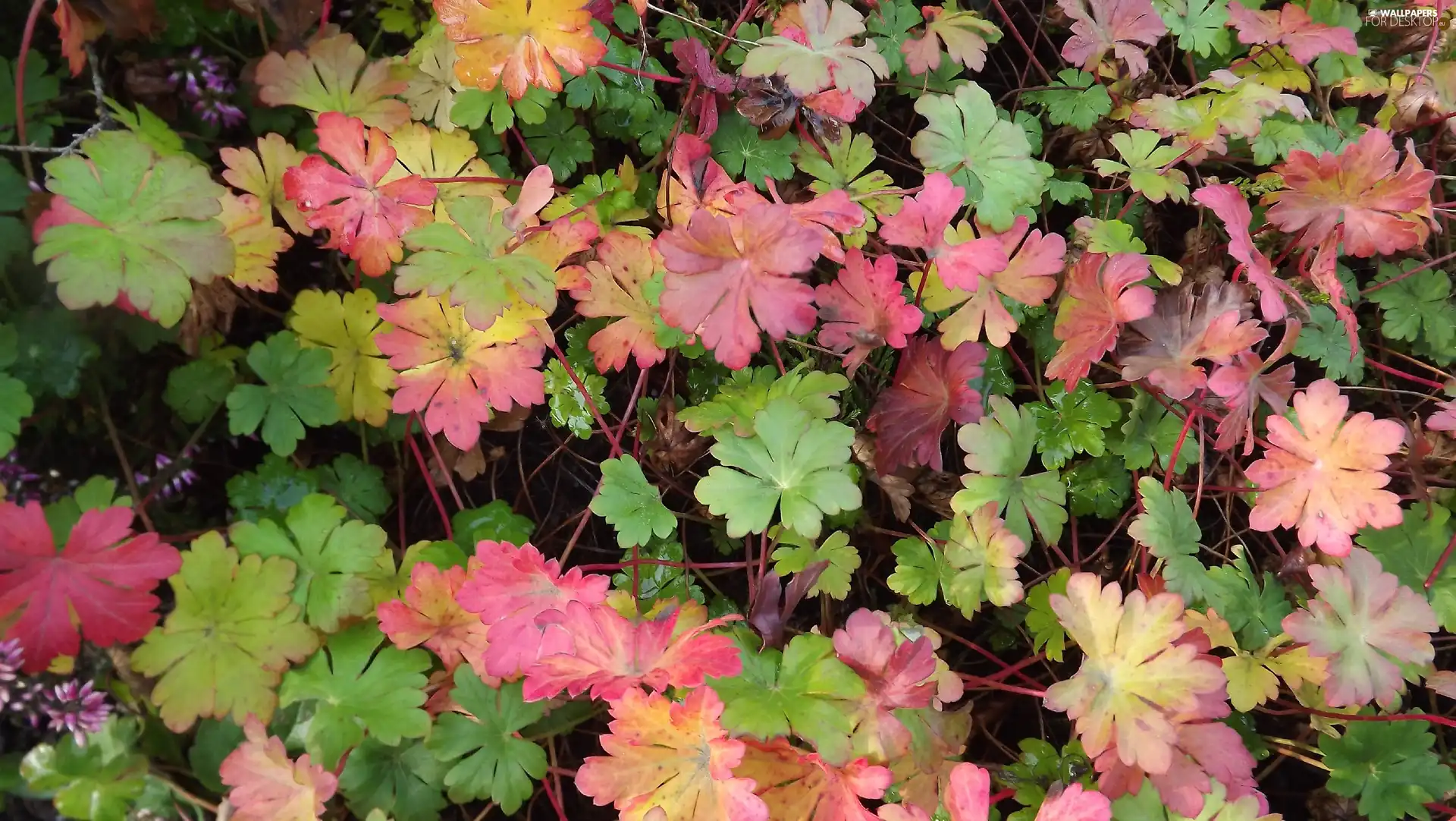 color, Leaf