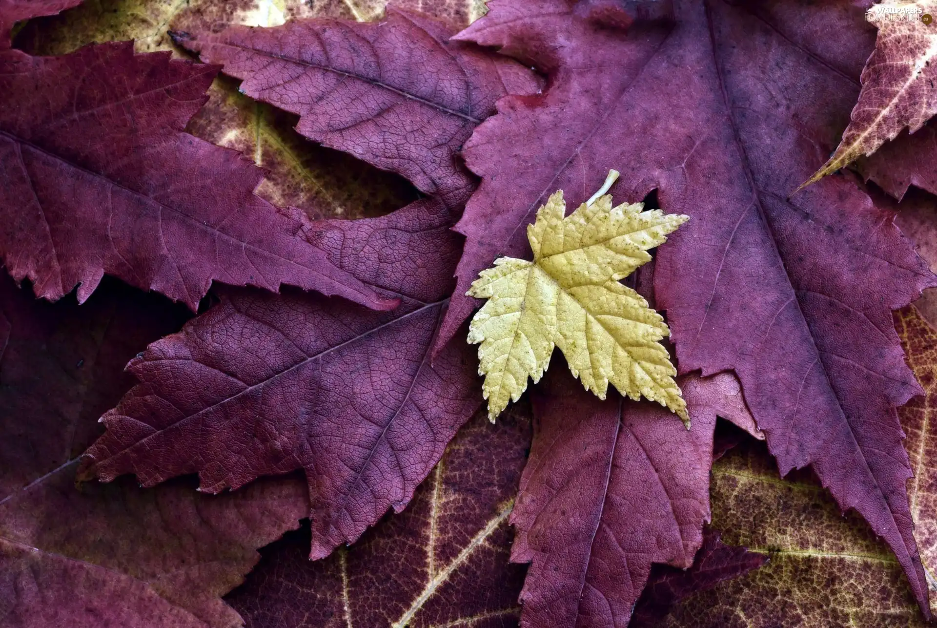 color, Leaf