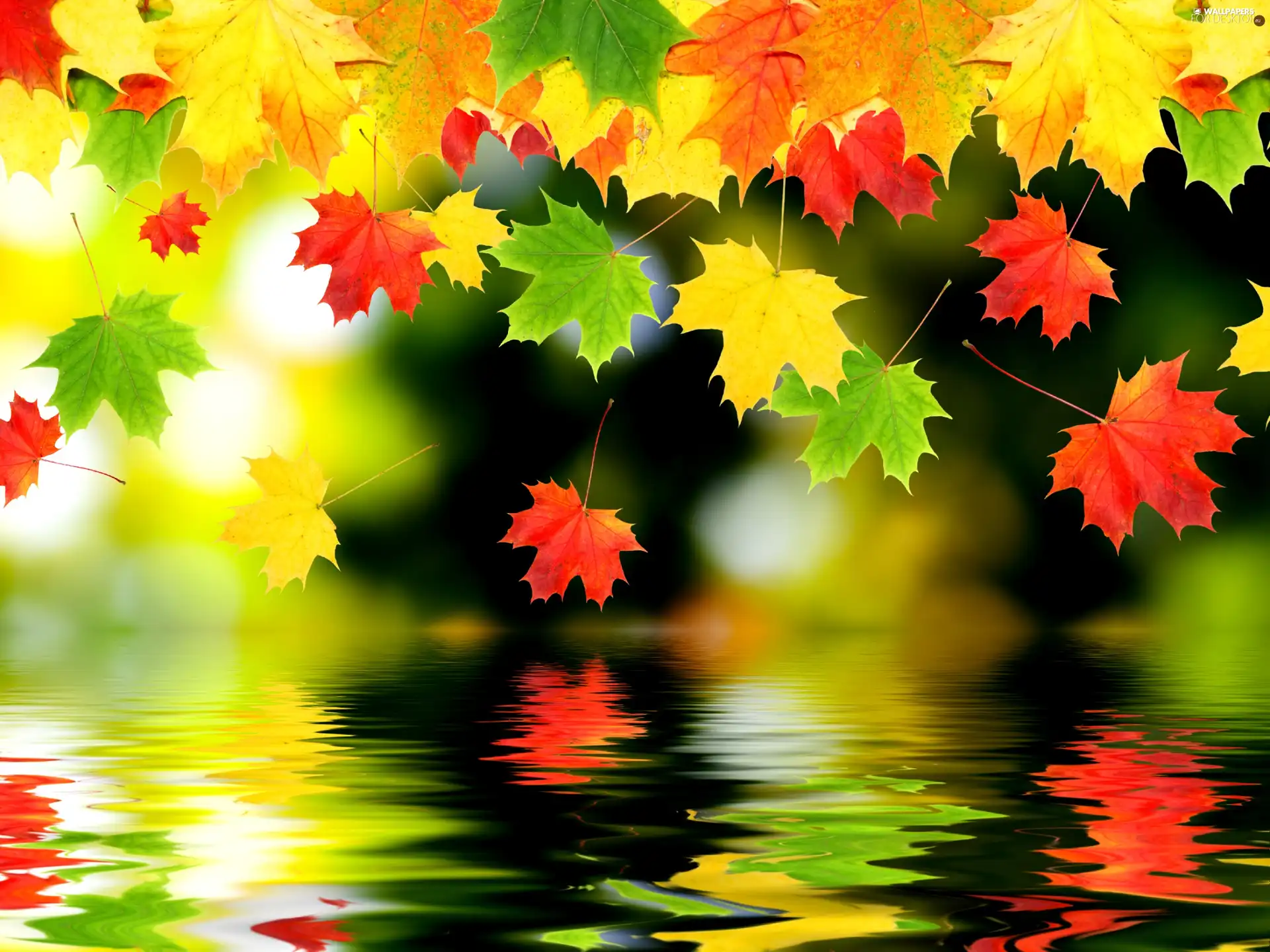 Leaf, autumn, color