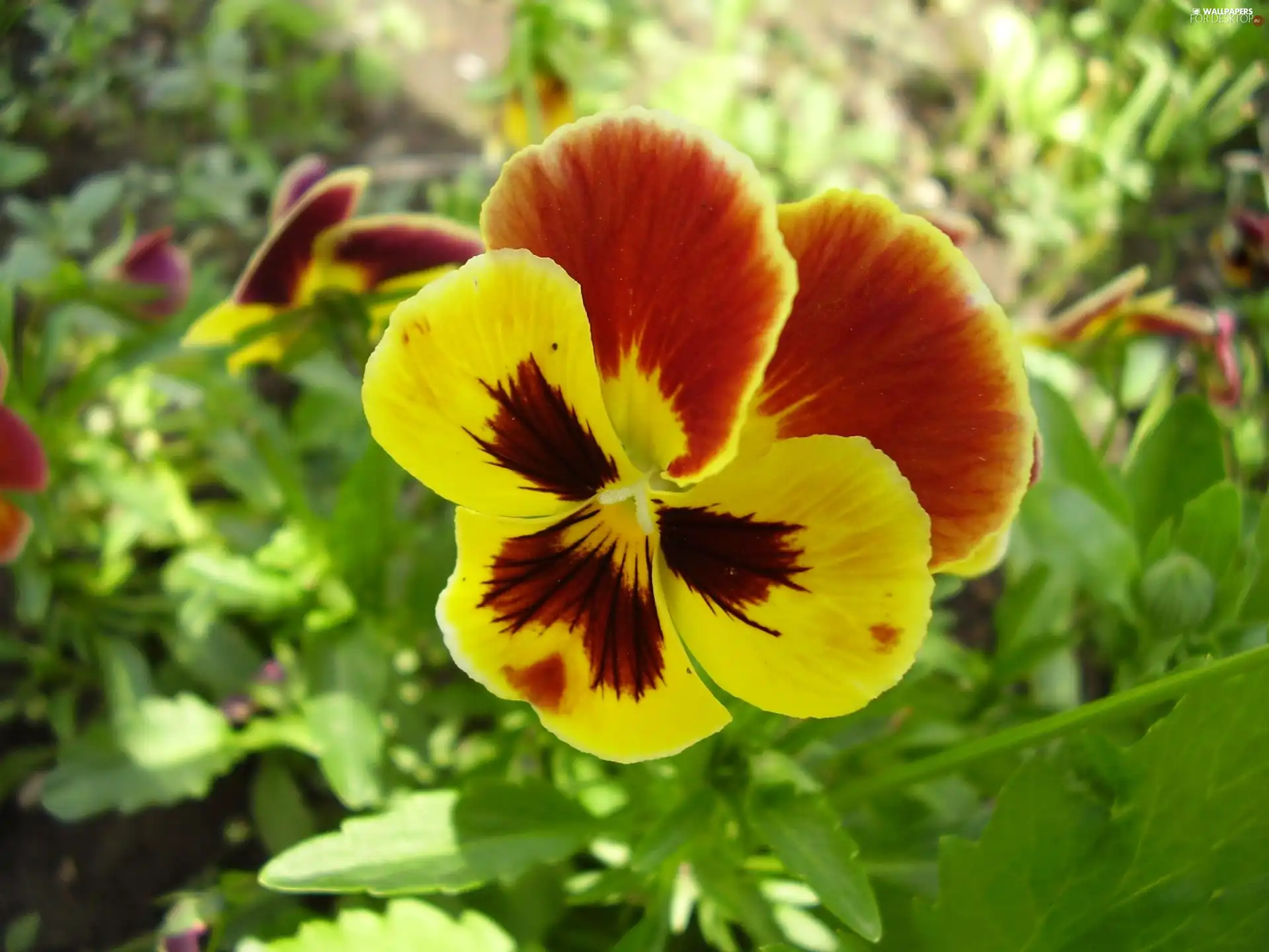 color, stems, Leaf, pansy