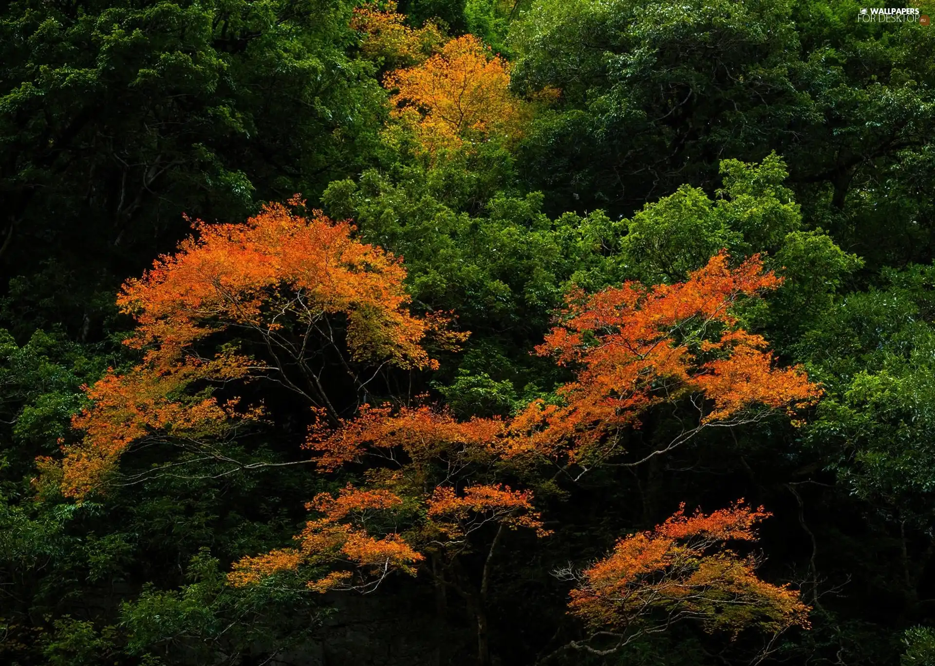 color, viewes, Leaf, trees