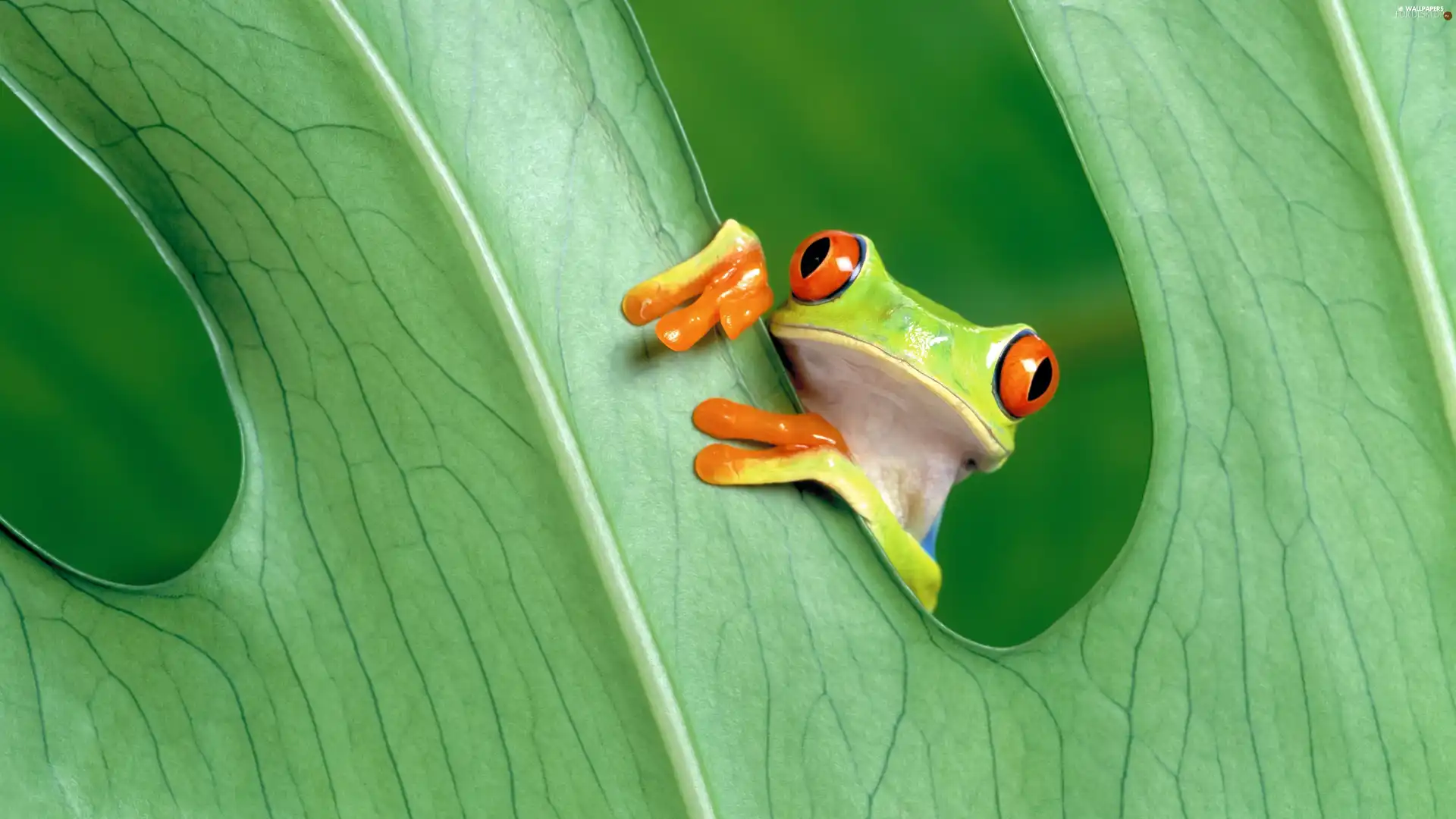 Coloured, Green, leaf, frog