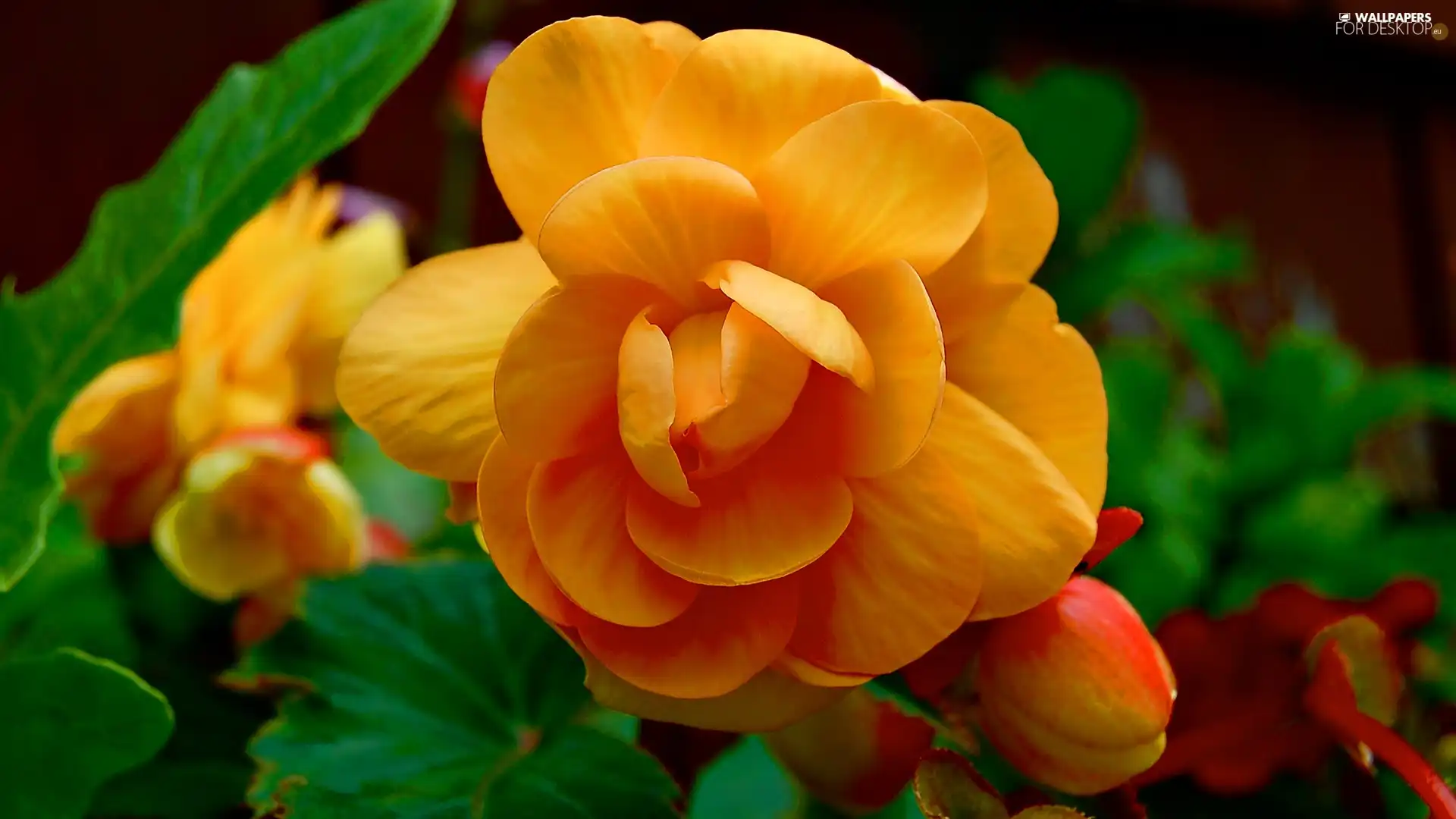 Orange, green ones, Leaf, Colourfull Flowers