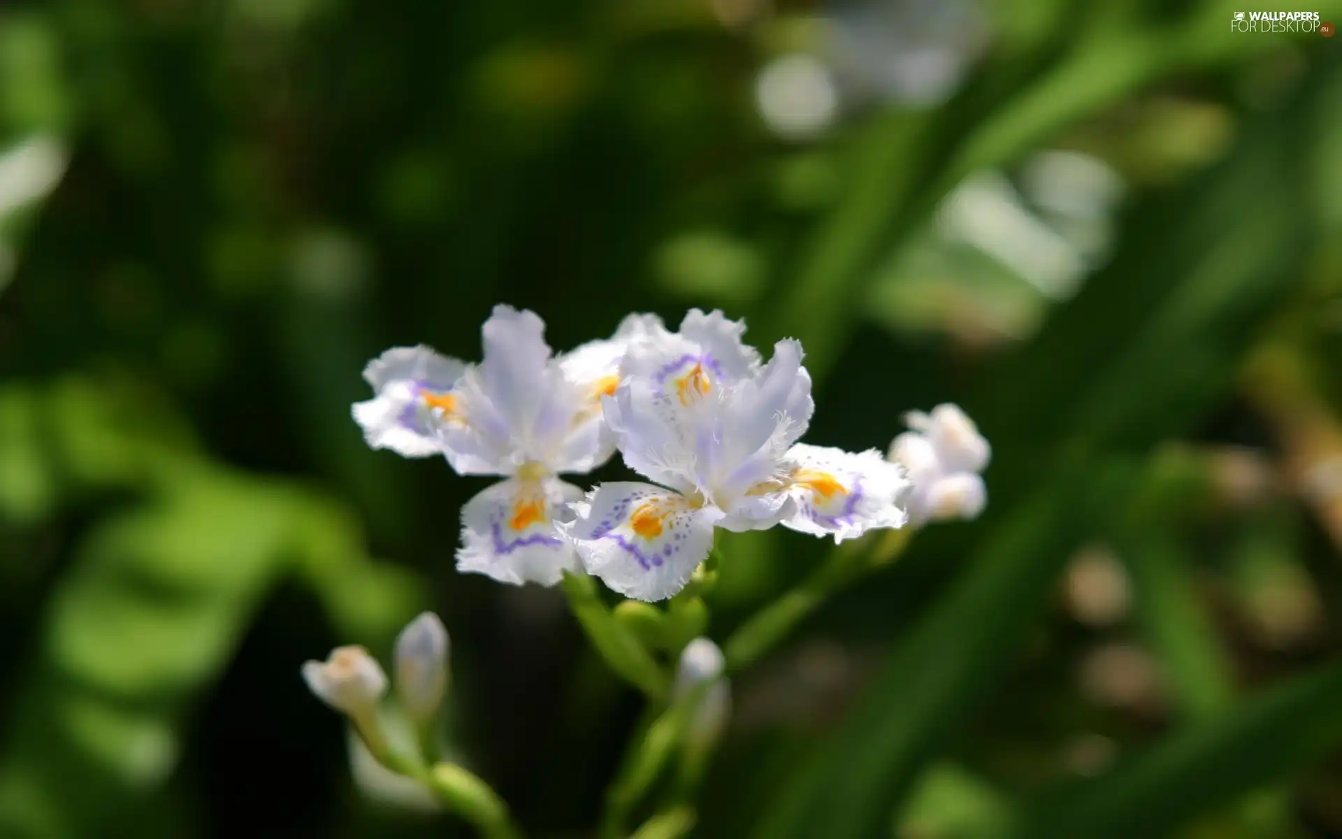 White, green ones, Leaf, Colourfull Flowers