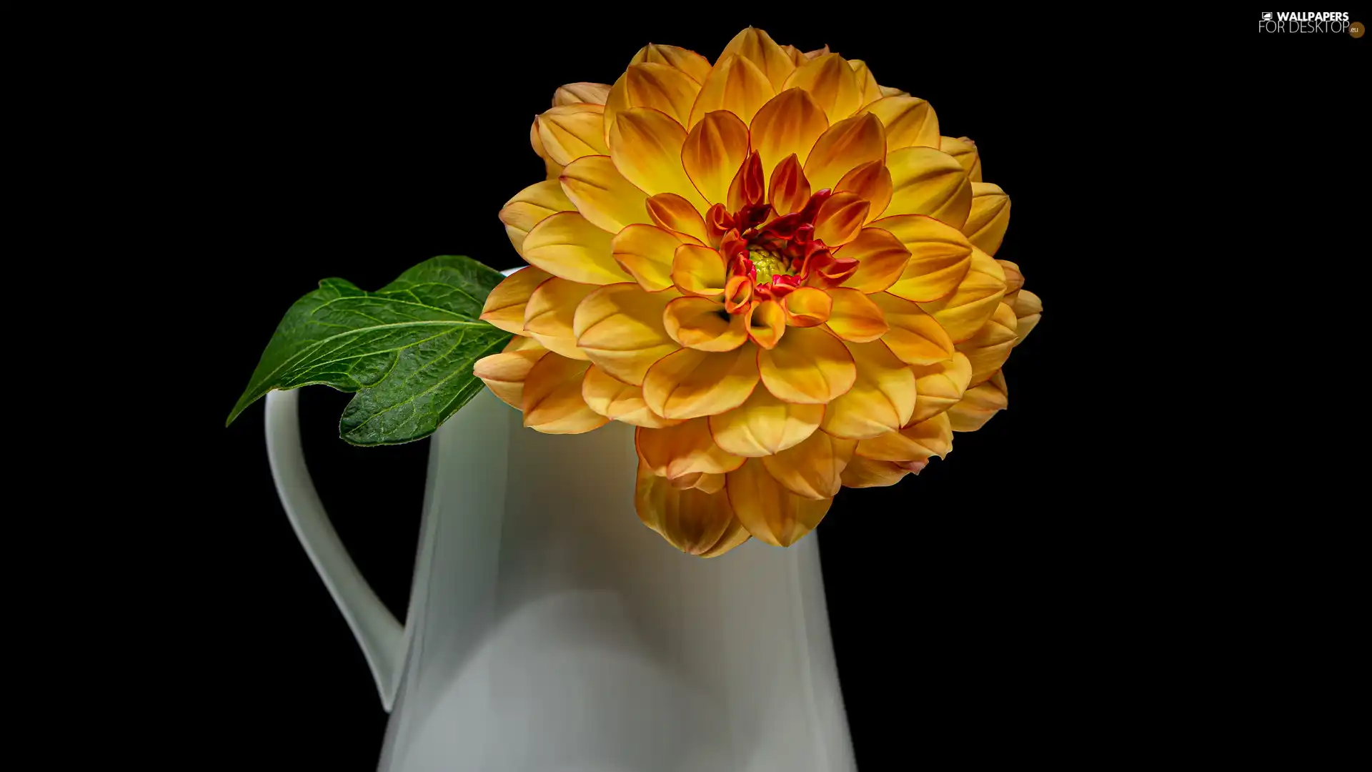 leaf, Orange, Dalia