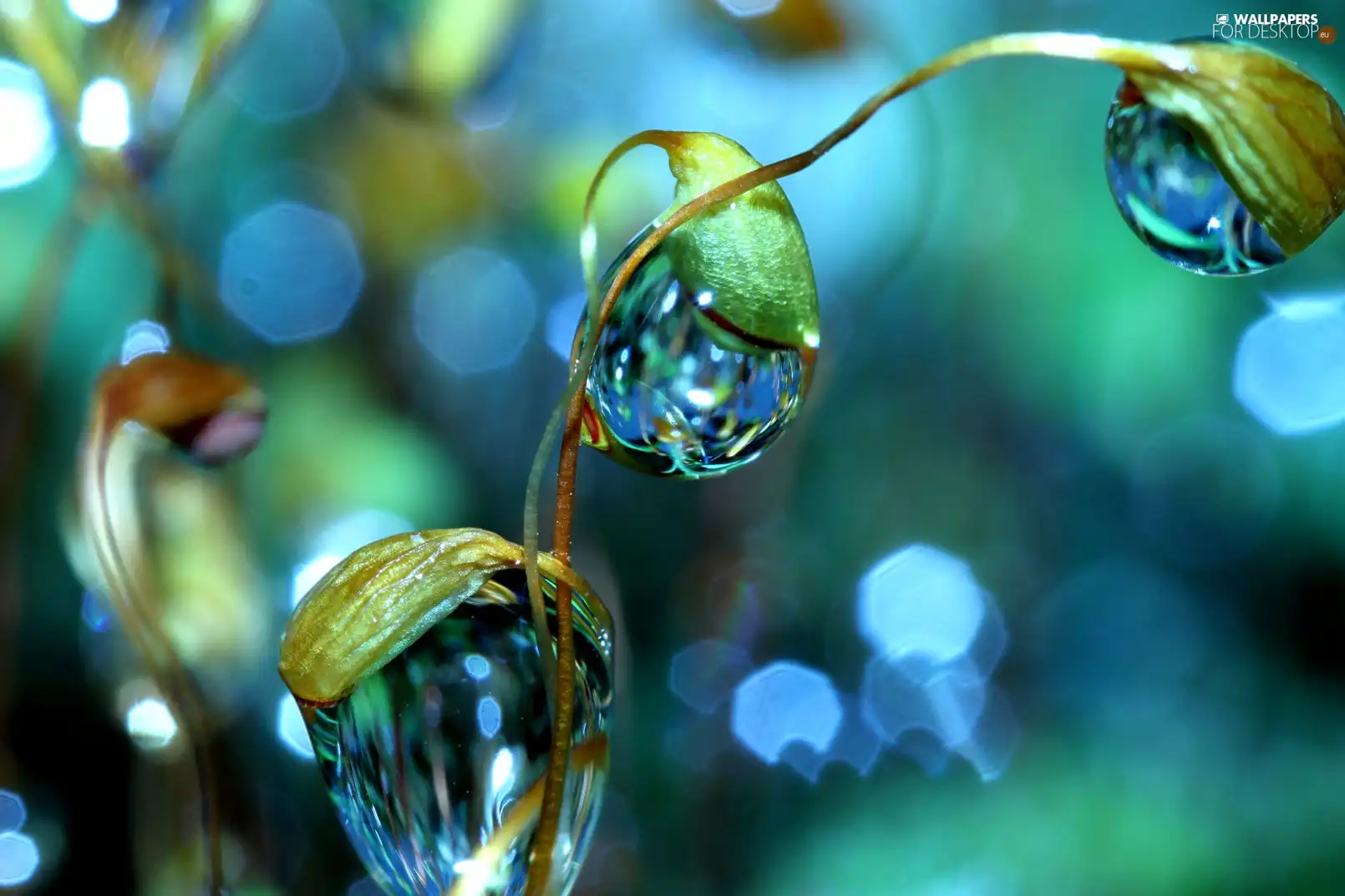 drops, an, Leaf, Rosy