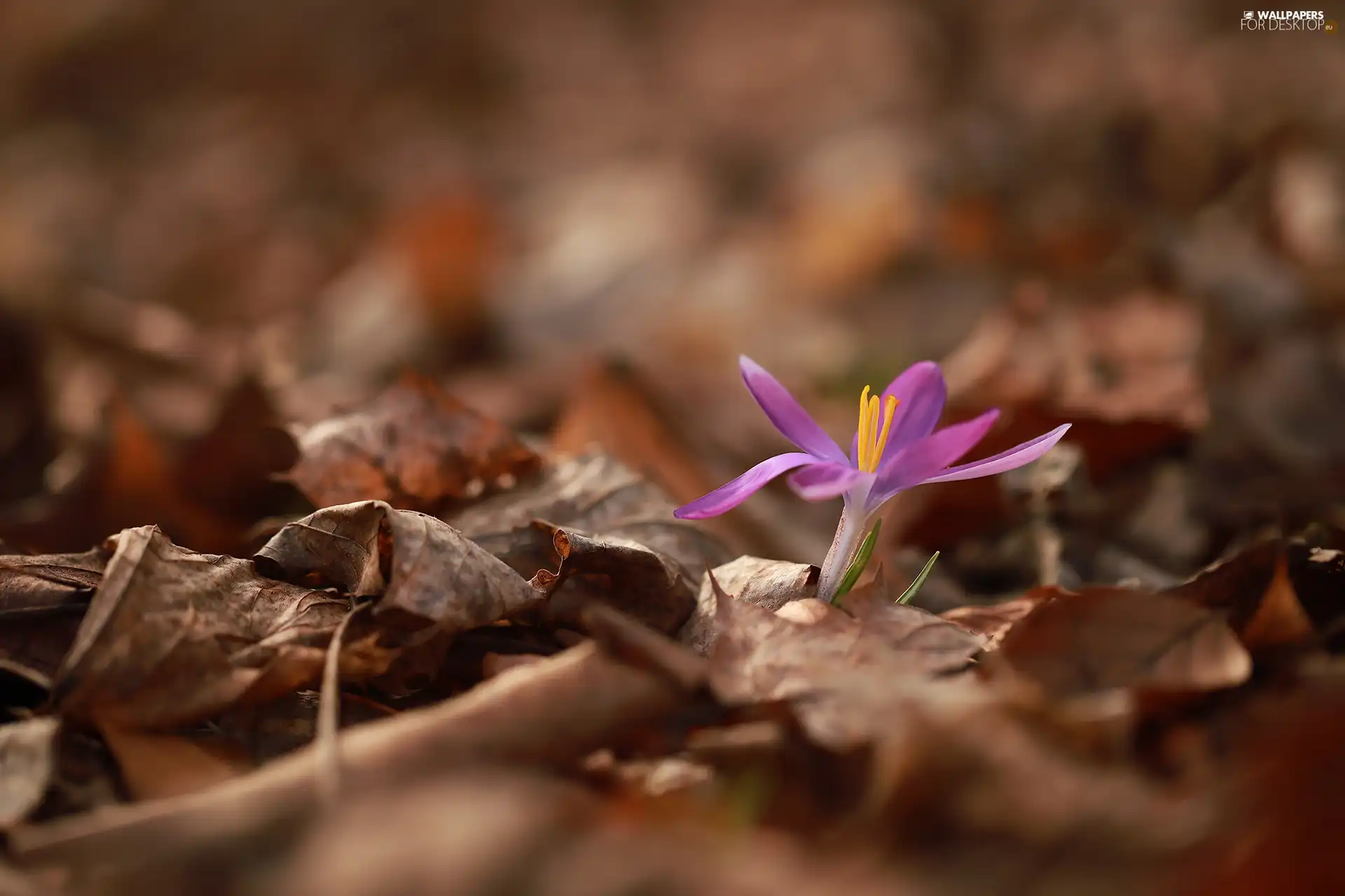 Leaf, crocus, dry