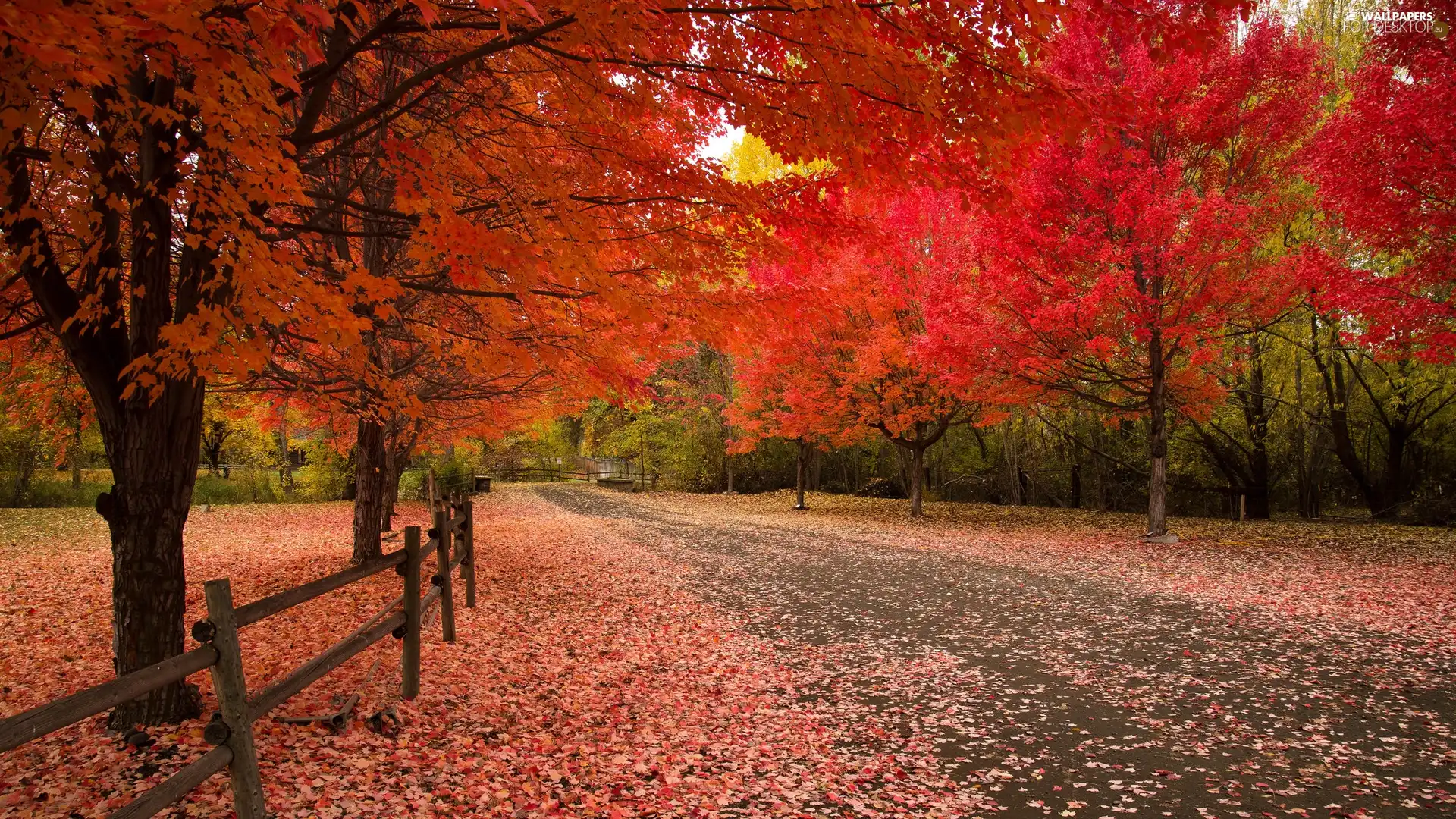 viewes, autumn, fence, Red, Path, trees, Park, Leaf - For desktop ...