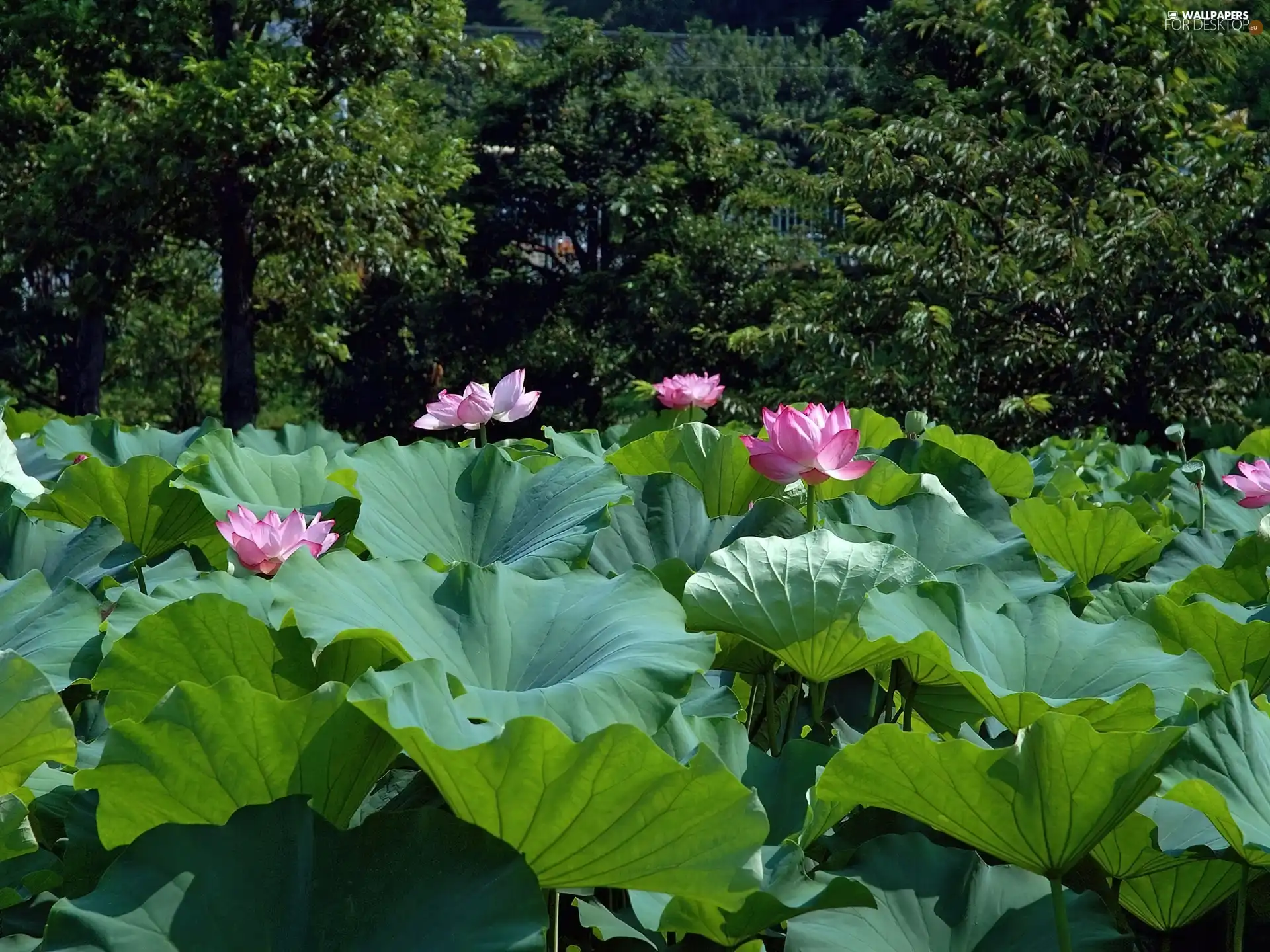 Colourfull Flowers, Big, Leaf, lotus