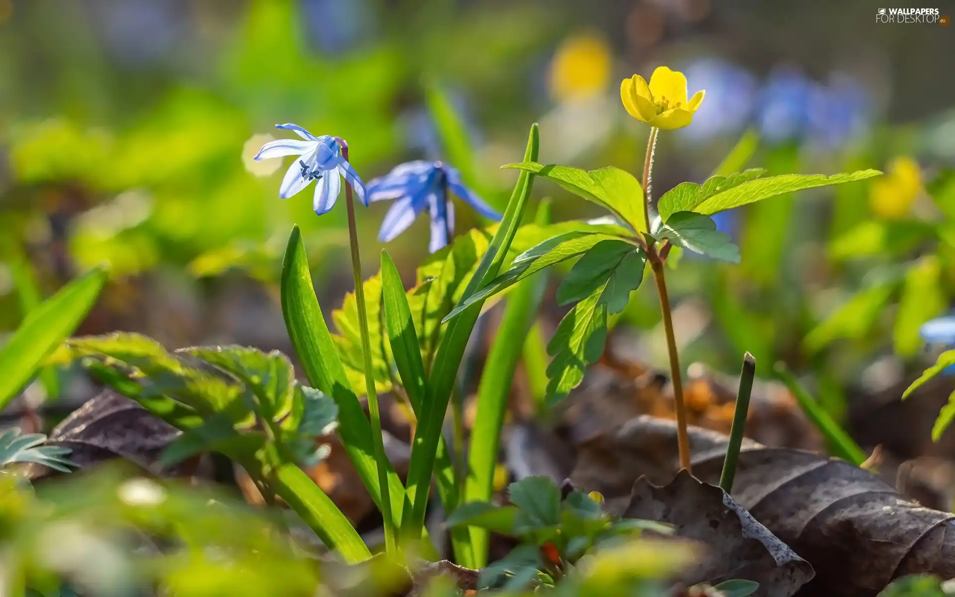 Yellow, Colourfull Flowers, Leaf, squill, Flowers