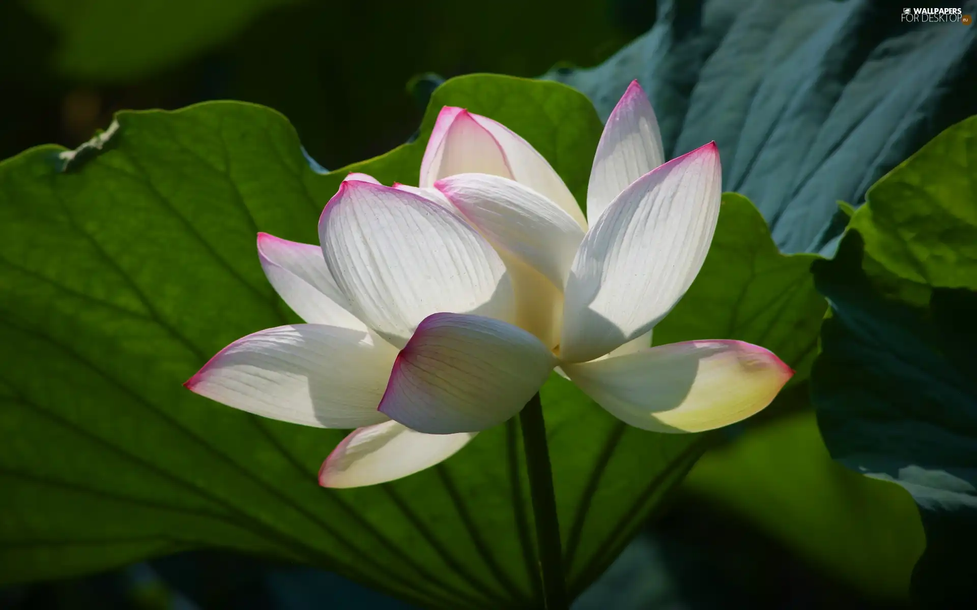 White-Pink, lotus, Leaf, Colourfull Flowers