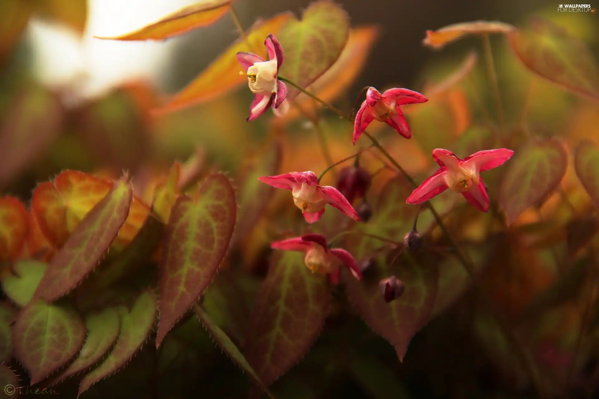 Leaf, Pink, Flowers