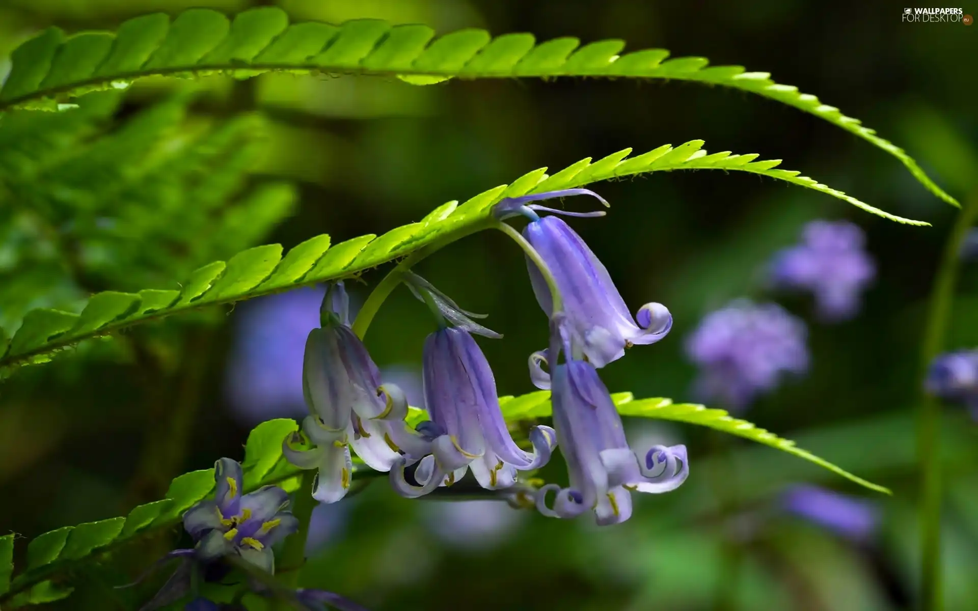 Flowers, ringtones, Leaf, purple