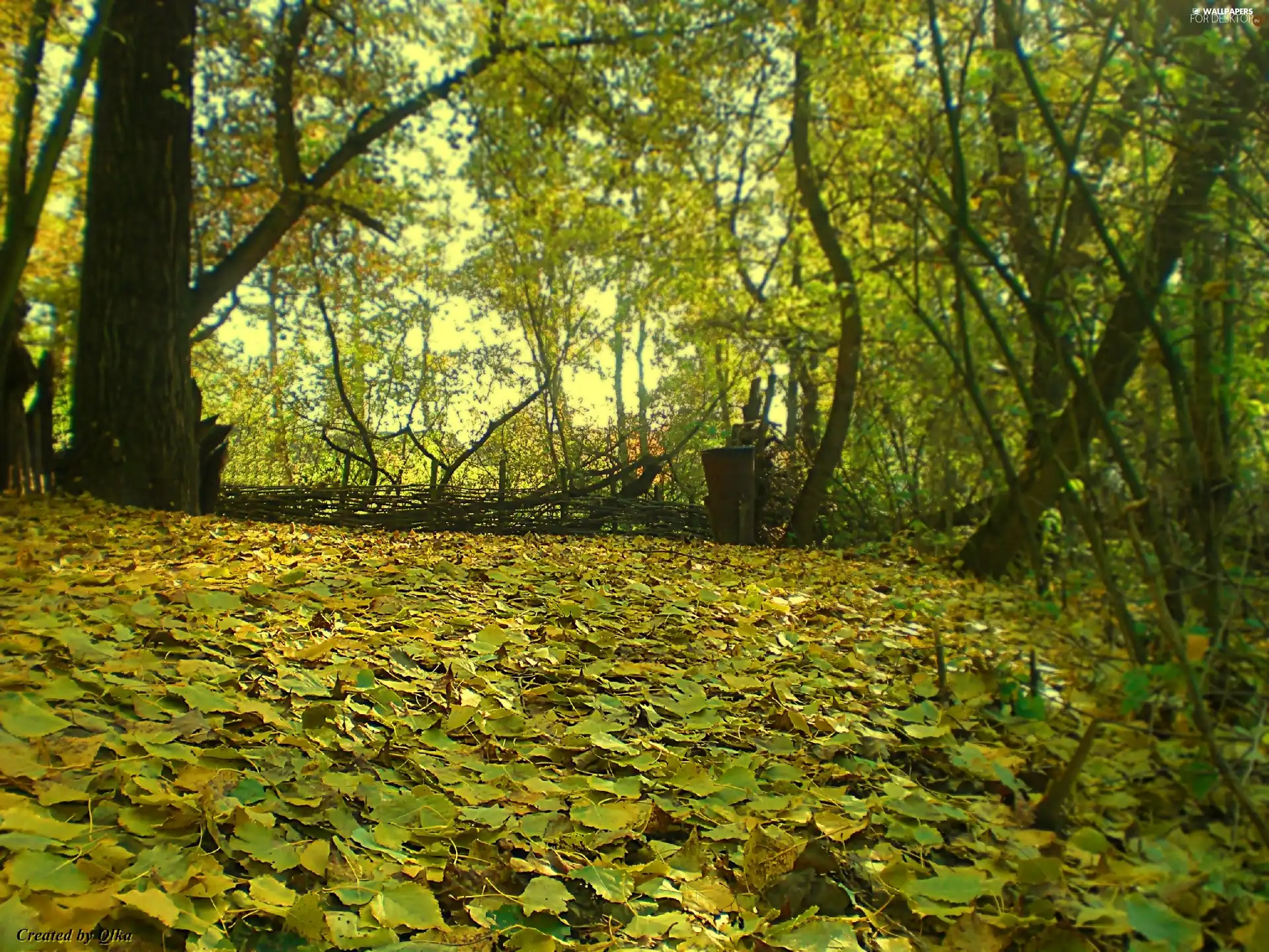 Leaf, episcopal, forest