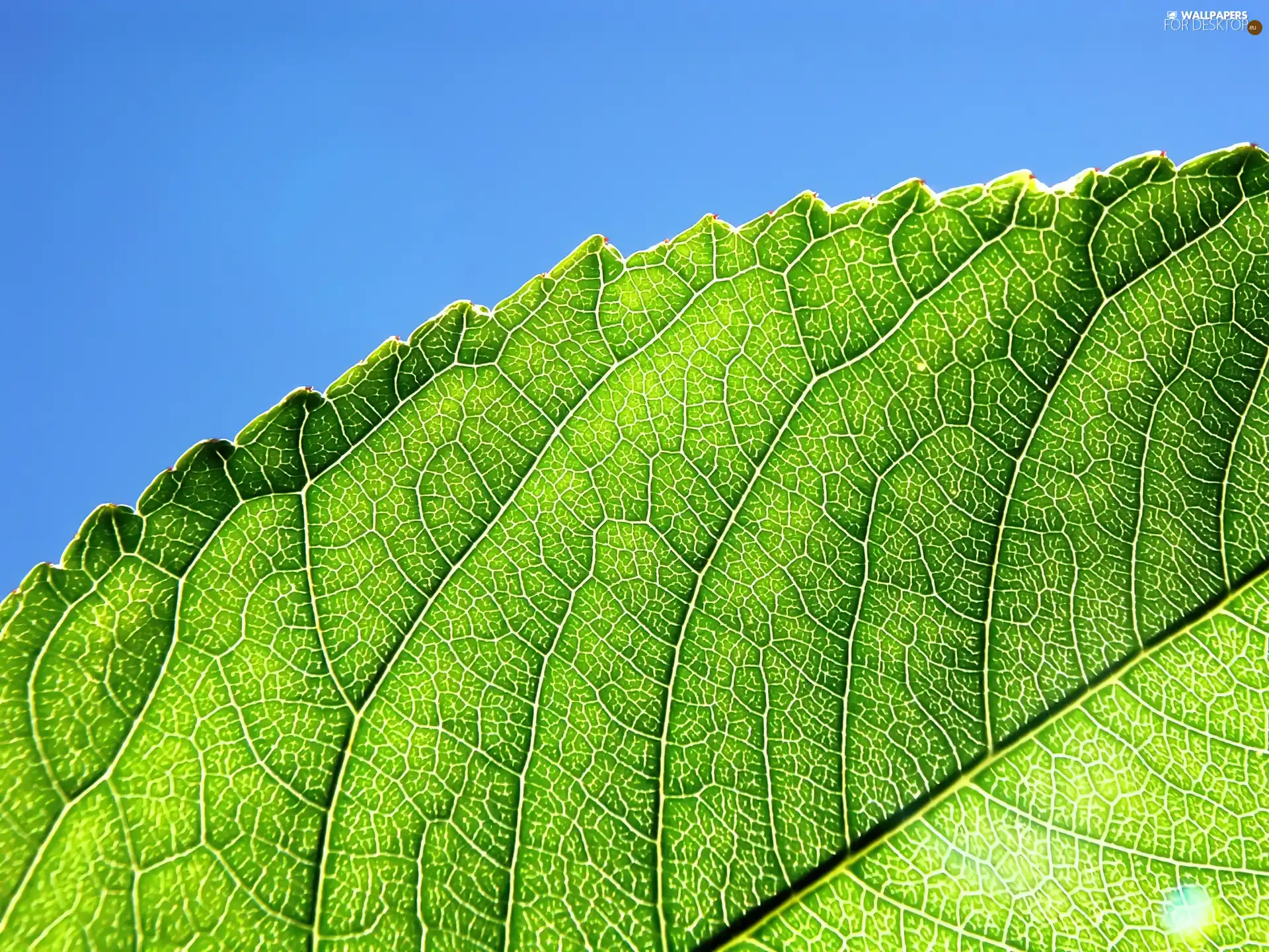 fragment, leaf